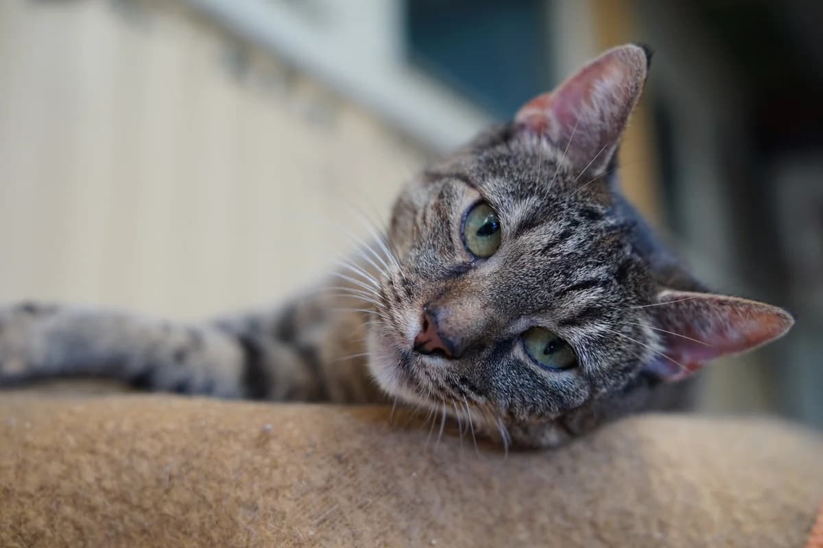 Cytra, male Mixed Breed for adoption at Schronisko Konin — photo 2 of 2