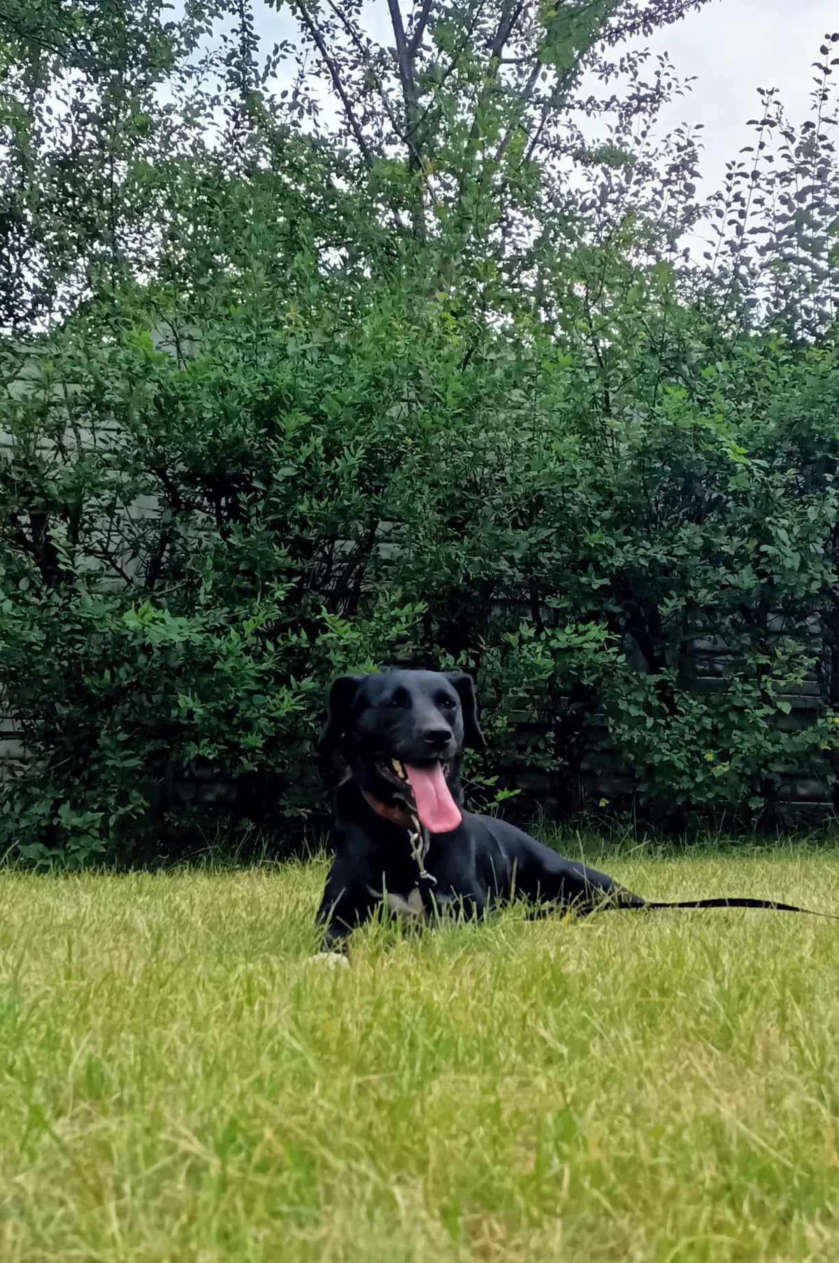 Emka, female Mixed Breed for adoption at Schronisko Konin