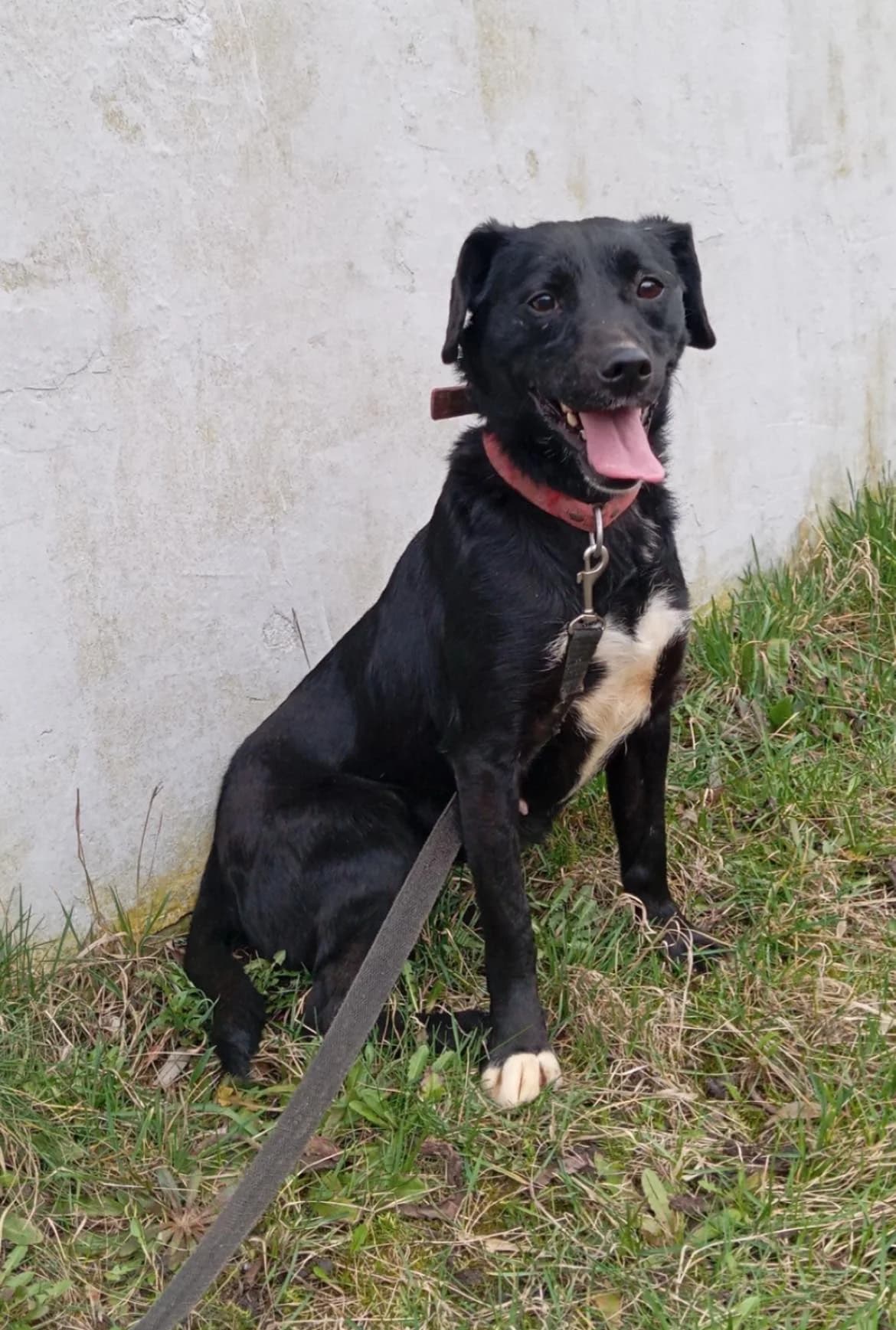 Emka, female Mixed Breed for adoption at Schronisko Konin — photo 2 of 2