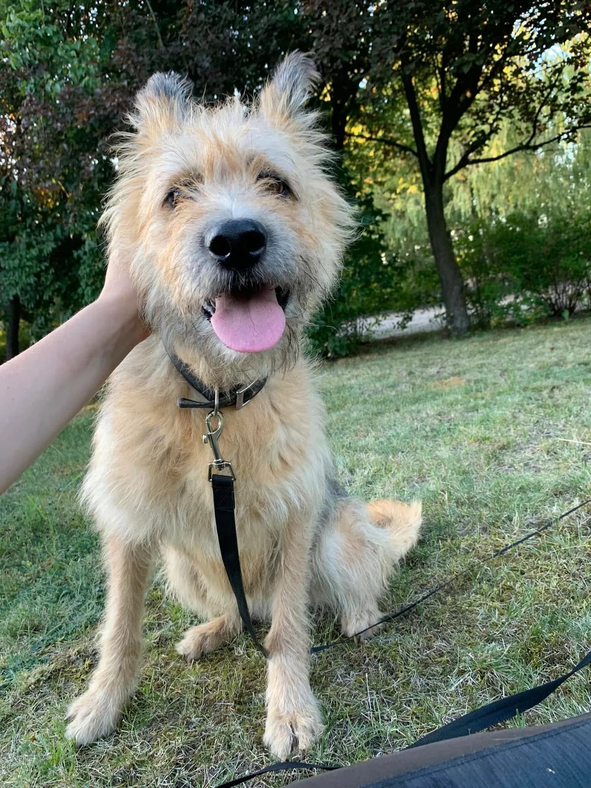 Wania, female Mixed Breed for adoption at Schronisko Konin