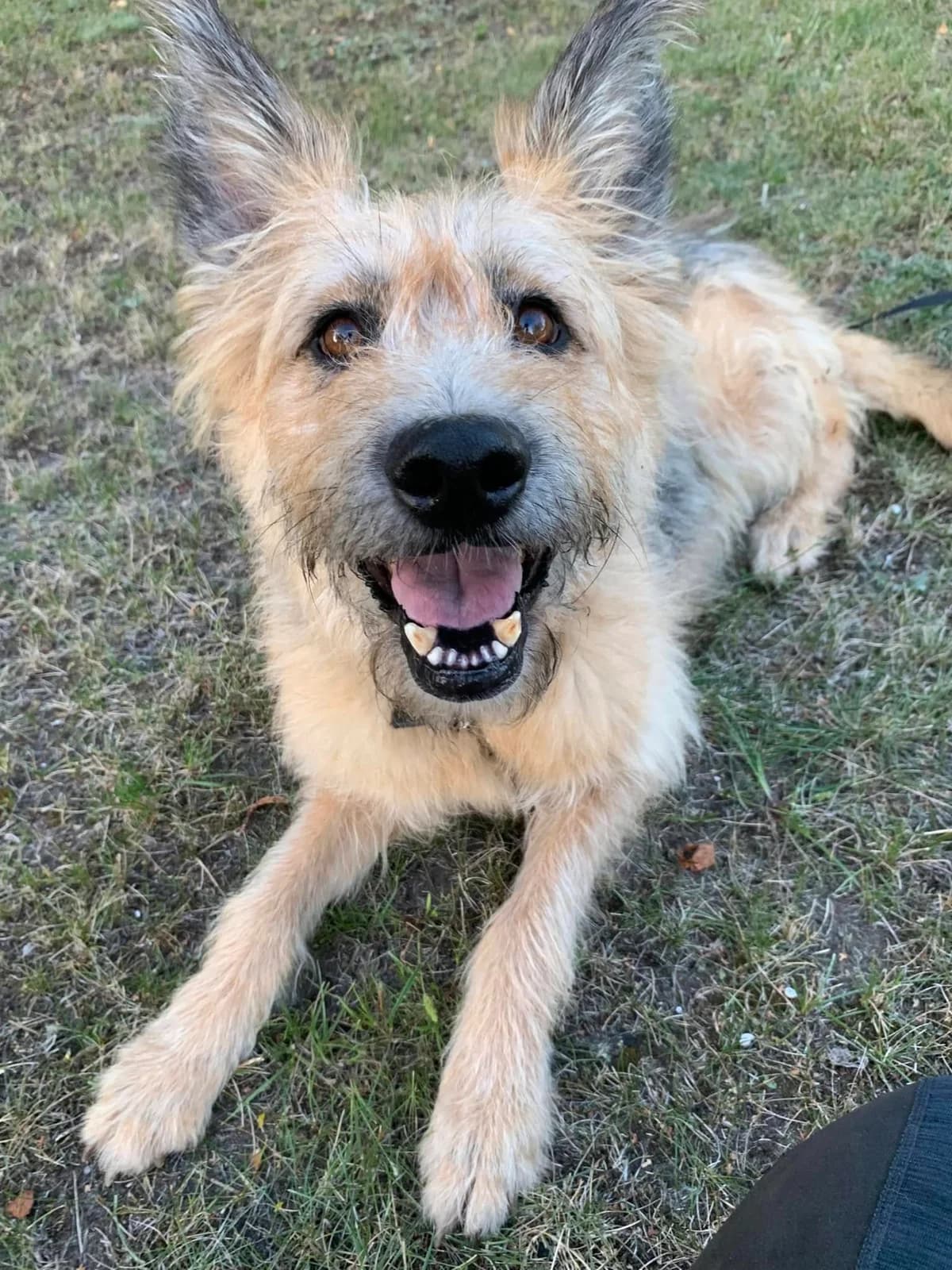 Wania, female Mixed Breed for adoption at Schronisko Konin — photo 2 of 3