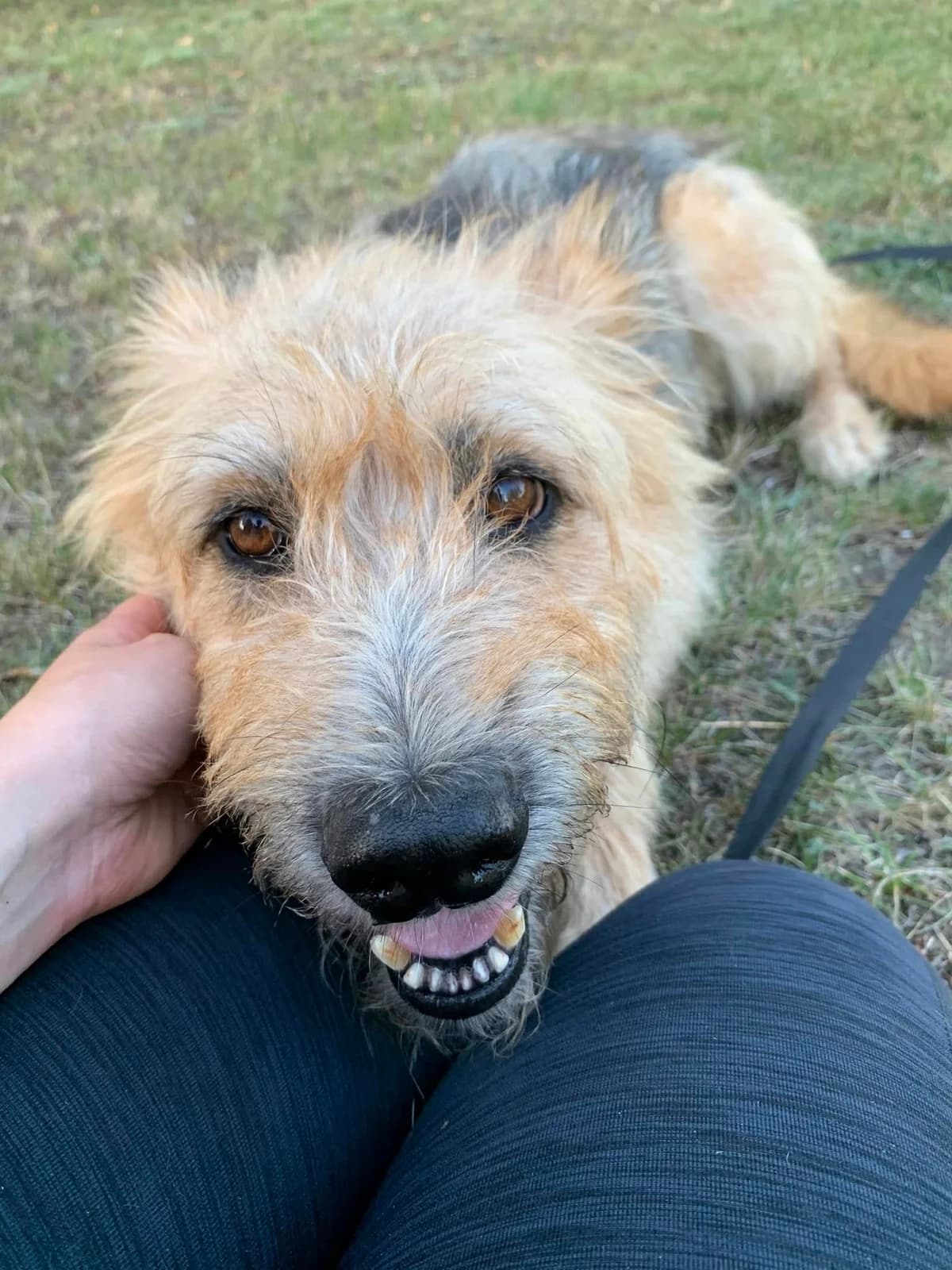 Wania, female Mixed Breed for adoption at Schronisko Konin — photo 3 of 3