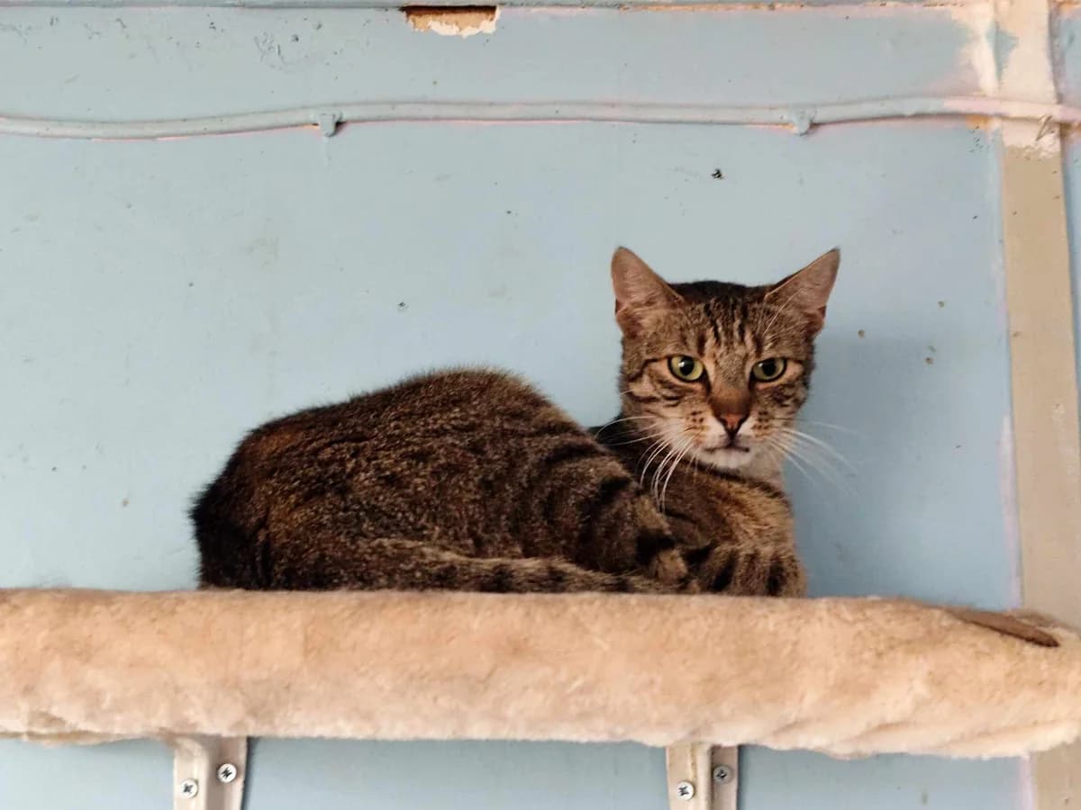 Jędruś, male Mixed Breed for adoption at Schronisko Konin
