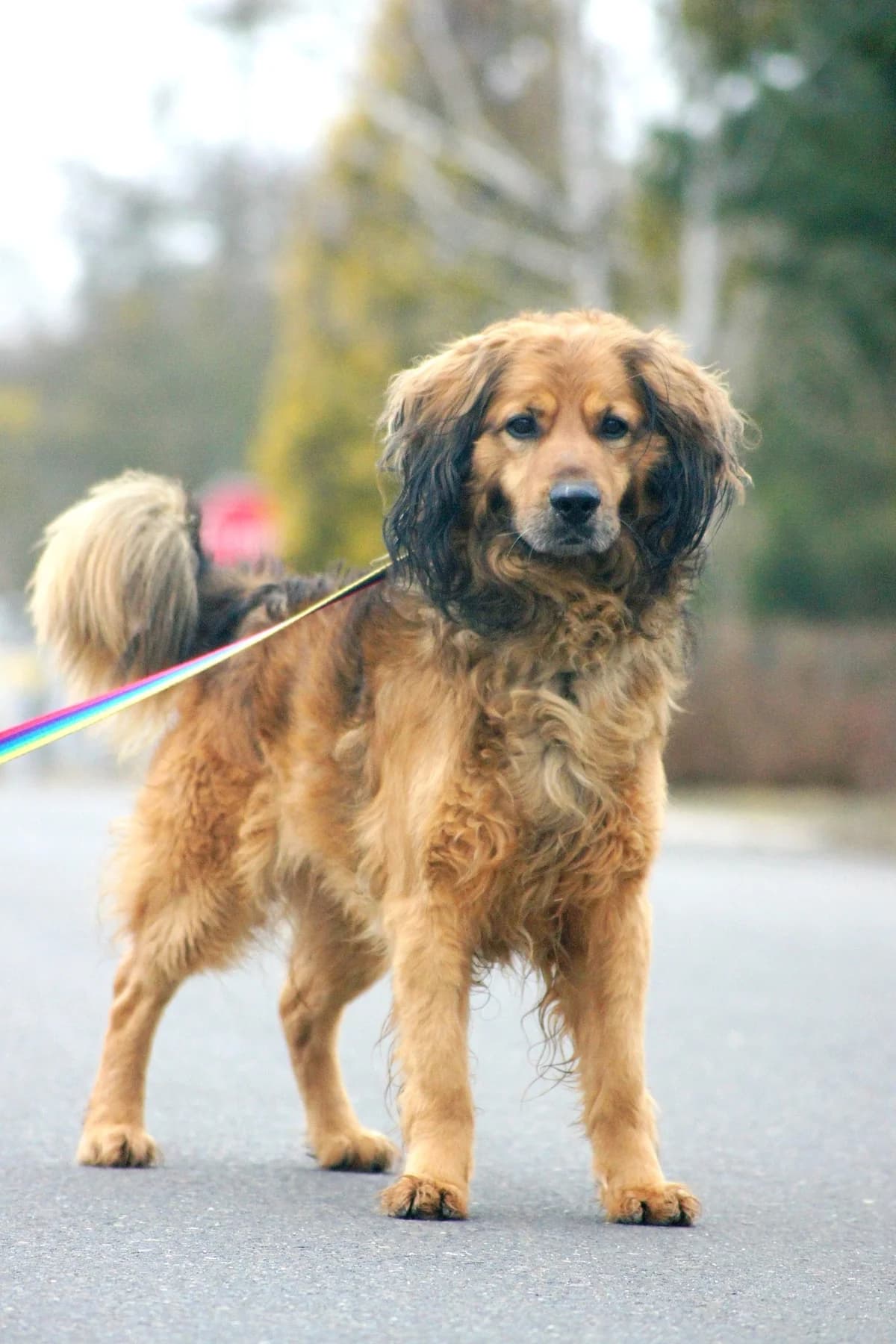 Boguś, male 5yo Mixed Breed for adoption at Schronisko Konin