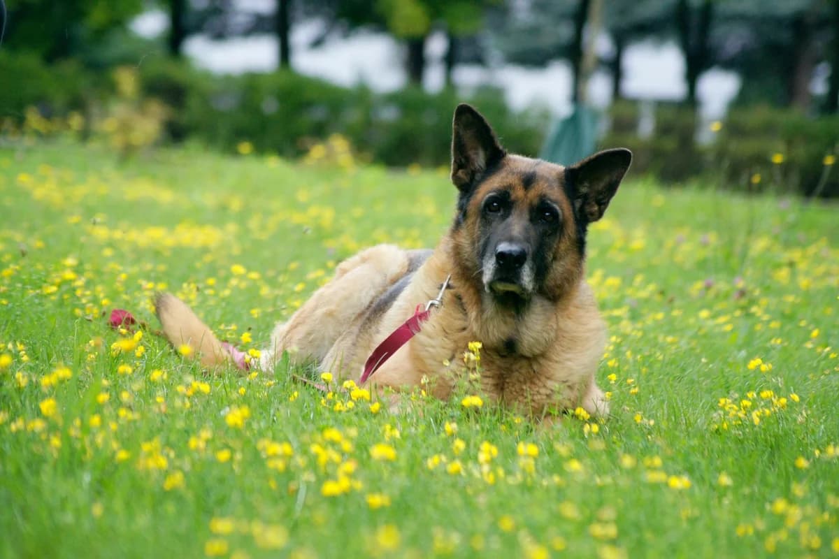 Ada, male senior Mixed Breed for adoption at Schronisko Konin