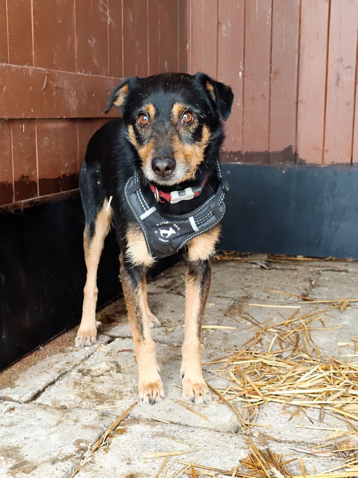 Romek, male 4yo Mixed Breed for adoption at Schronisko Konin