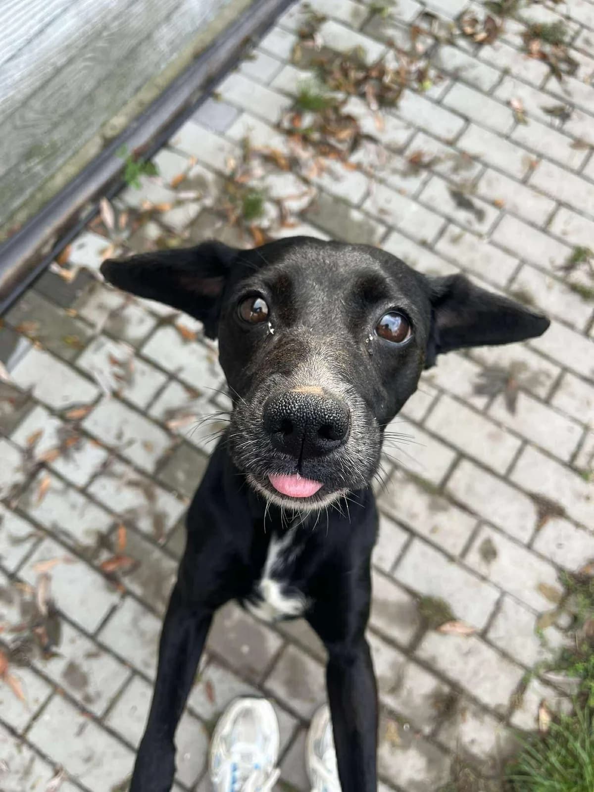 Jessie, female 6yo Mixed Breed for adoption at Schronisko Konin