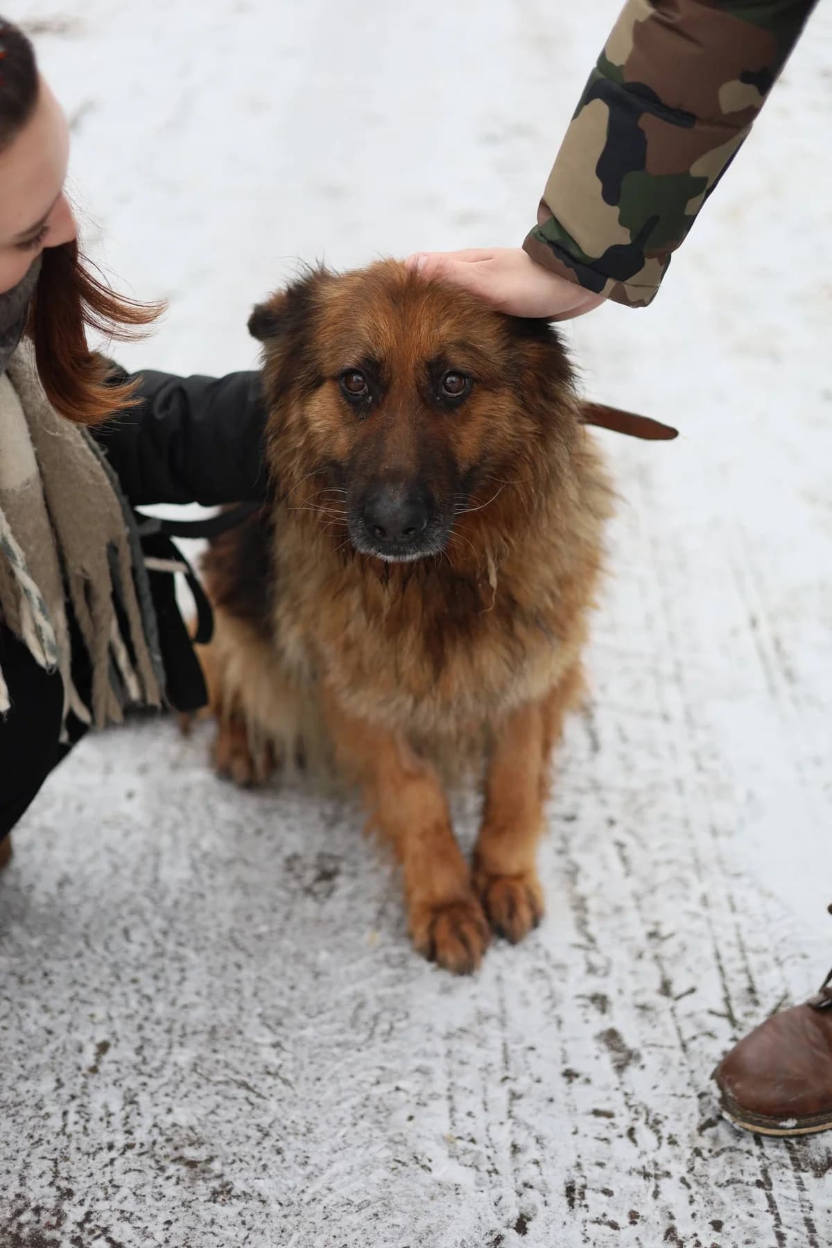 Funia, male 6yo Mixed Breed for adoption at Schronisko Konin