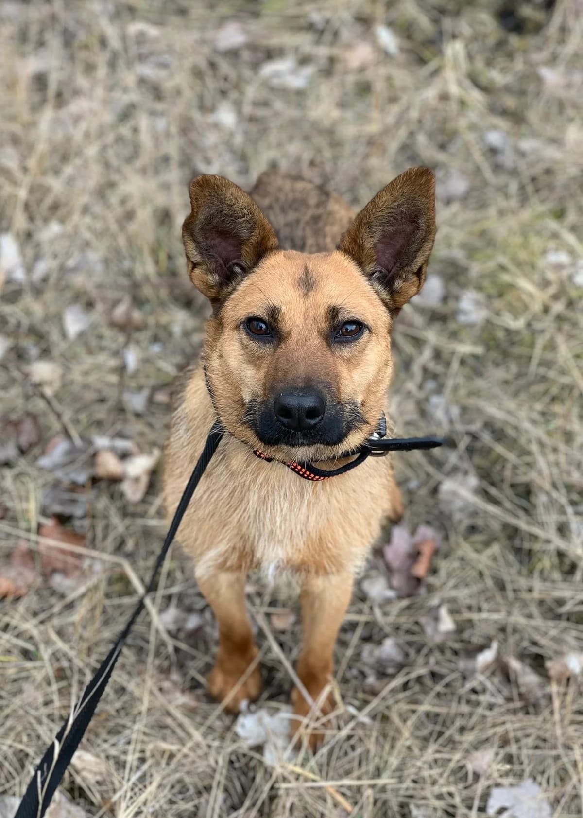 Kris, male young Mixed Breed for adoption at Schronisko Konin