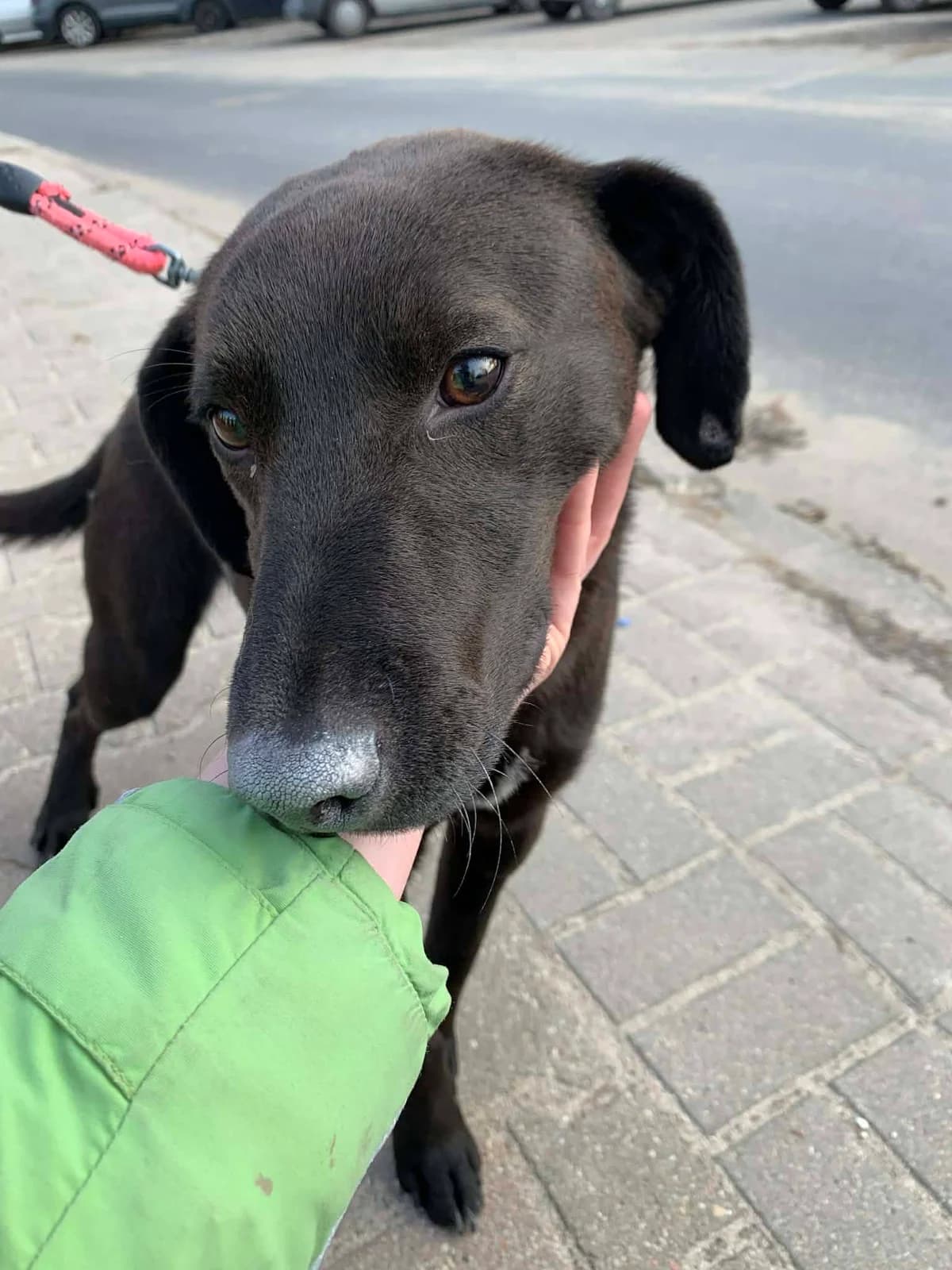 Fuks, male puppy Mixed Breed for adoption at Schronisko Konin