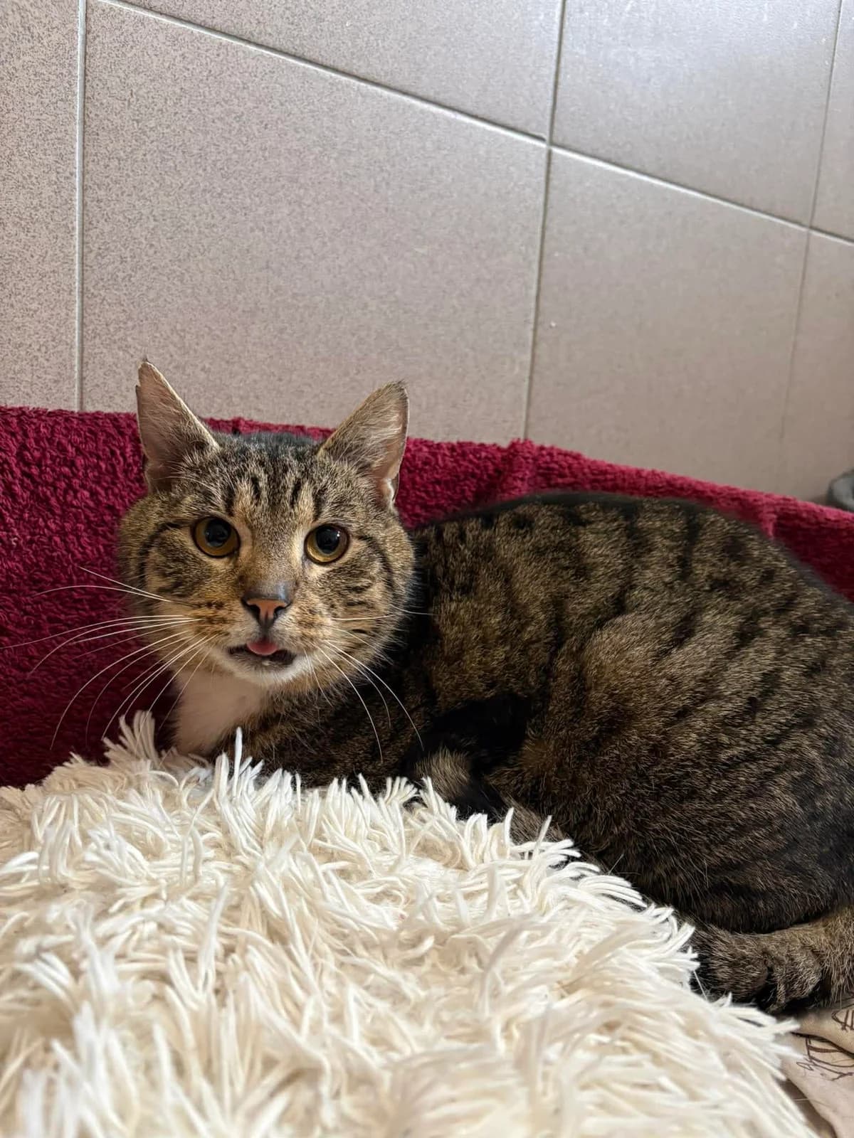 Wedel, male Mixed Breed for adoption at Schronisko Konin