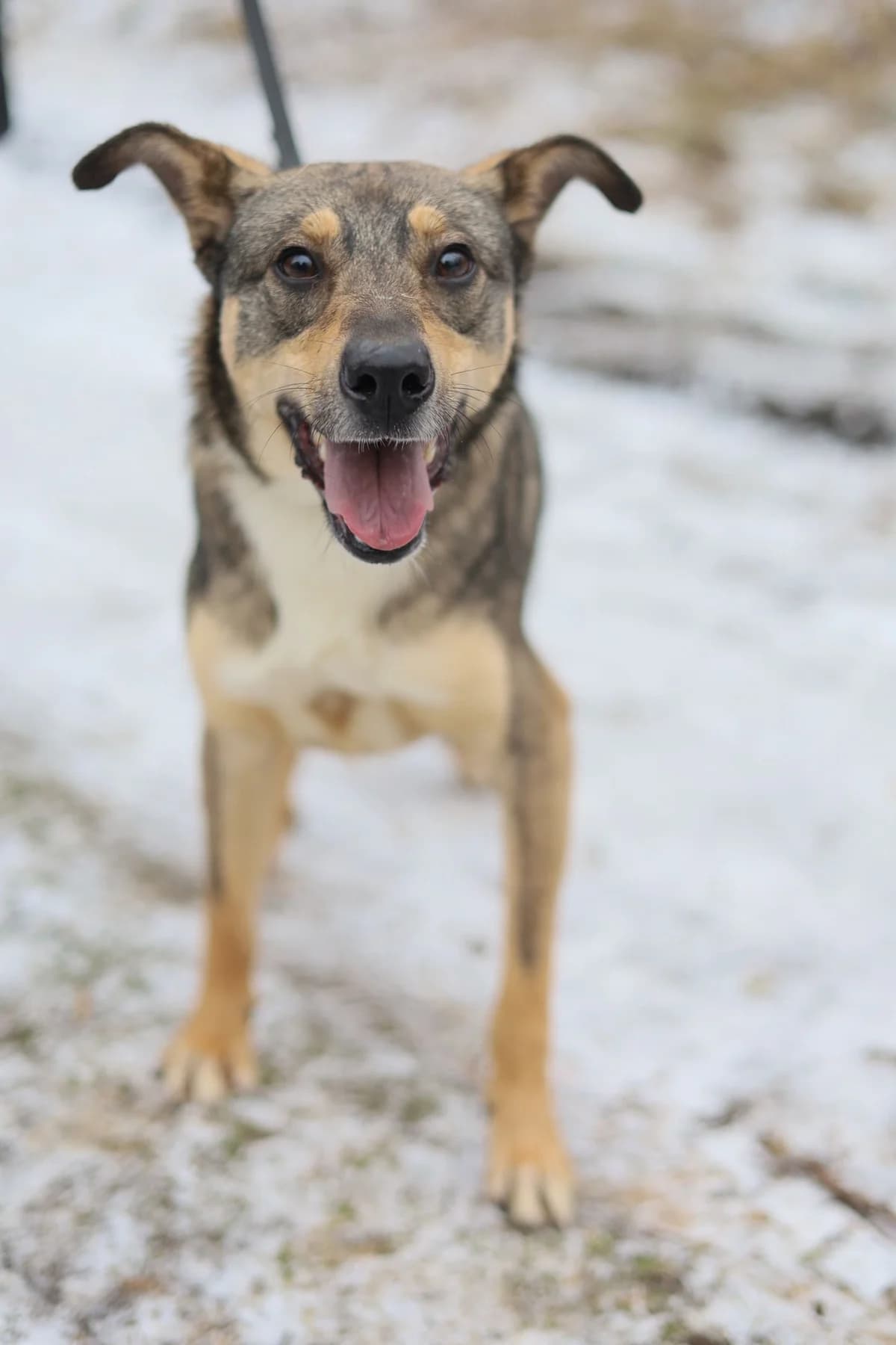 Cywil, male young Mixed Breed for adoption at Schronisko Konin