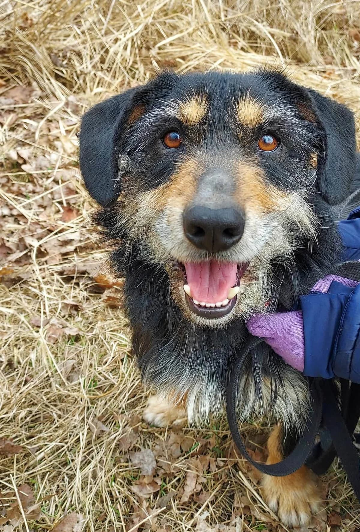 Łatek, male senior Mixed Breed for adoption at Schronisko Konin