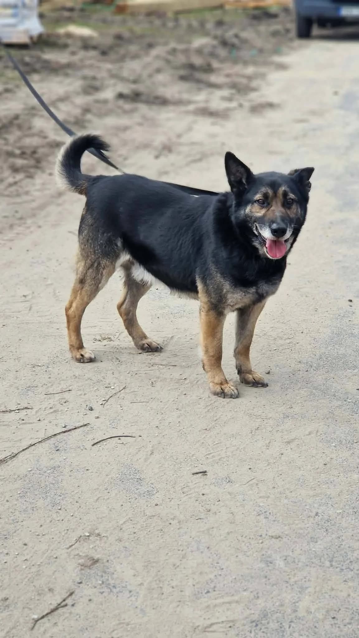 Ludwik, male senior Mixed Breed for adoption at Schronisko Konin
