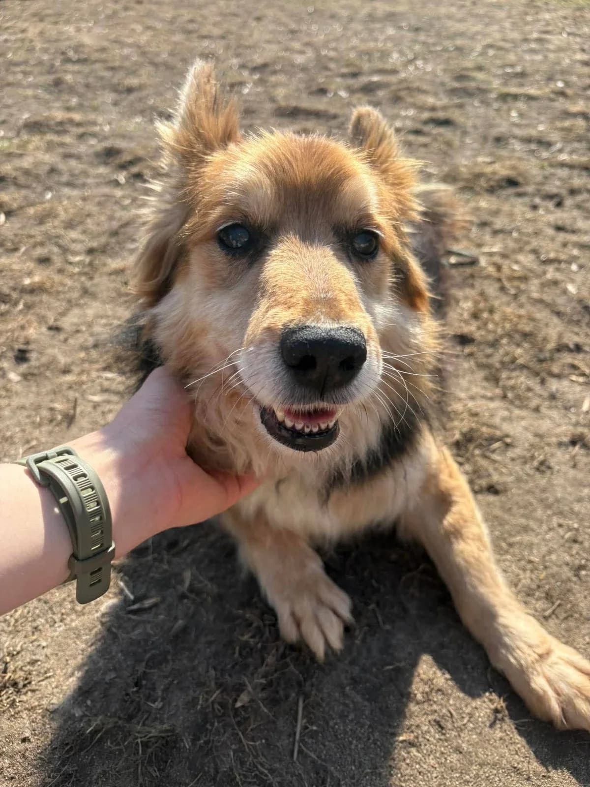 Sasko, male 6yo Mixed Breed for adoption at Schronisko Konin