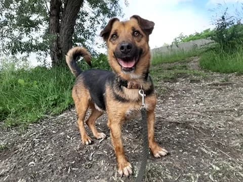 Witek, male senior Mixed Breed for adoption at Schronisko Konin