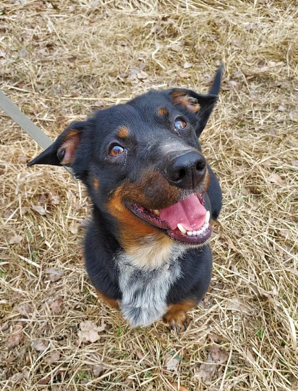 Bodzio, male 6yo Mixed Breed for adoption at Schronisko Konin