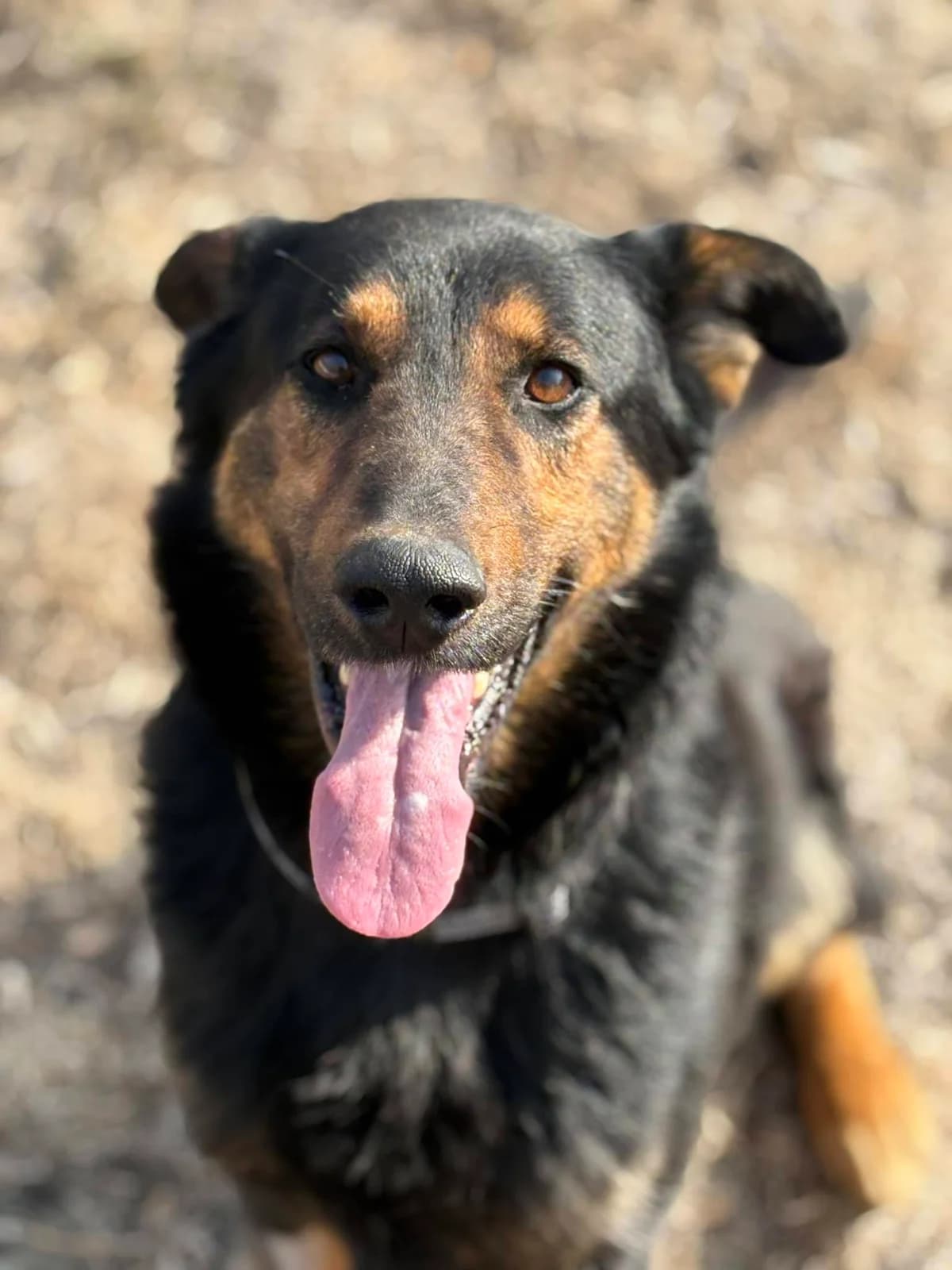 Cheetos, male 3yo Mixed Breed for adoption at Schronisko Konin