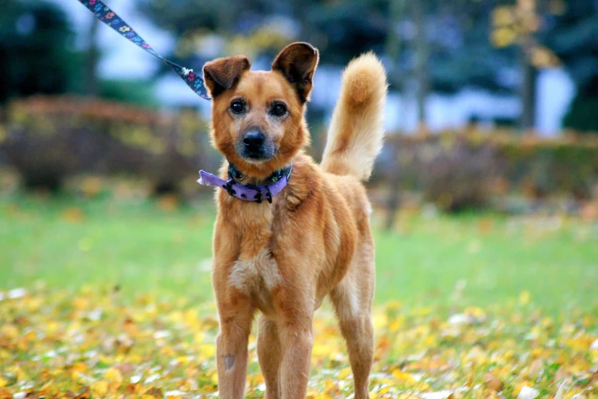 Rasti, male 5yo Mixed Breed for adoption at Schronisko Konin