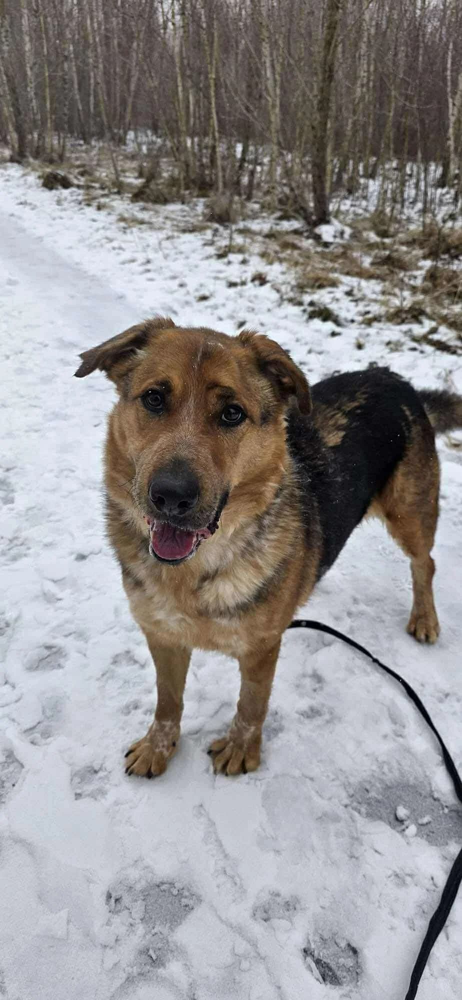 Eskobar, male 4yo Mixed Breed for adoption at Schronisko Konin