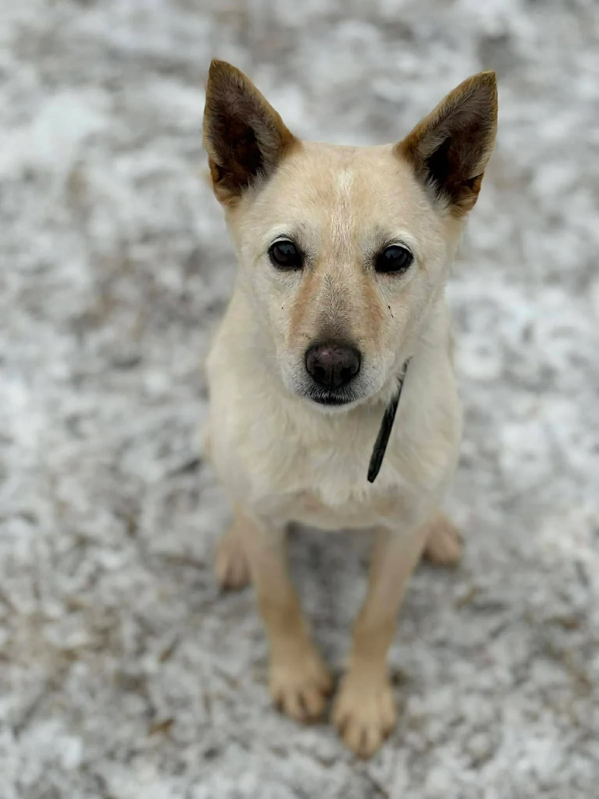 Jusia, female 6yo Mixed Breed for adoption at Schronisko Konin