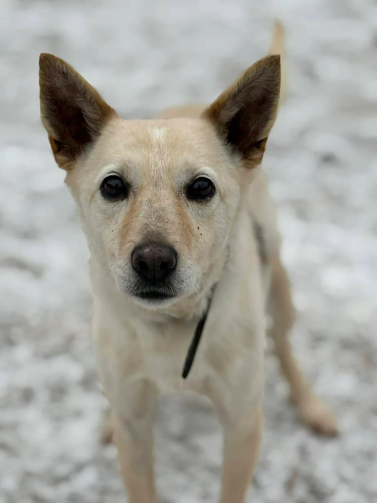 Jusia, female Mixed Breed for adoption at Schronisko Konin — photo 2 of 2