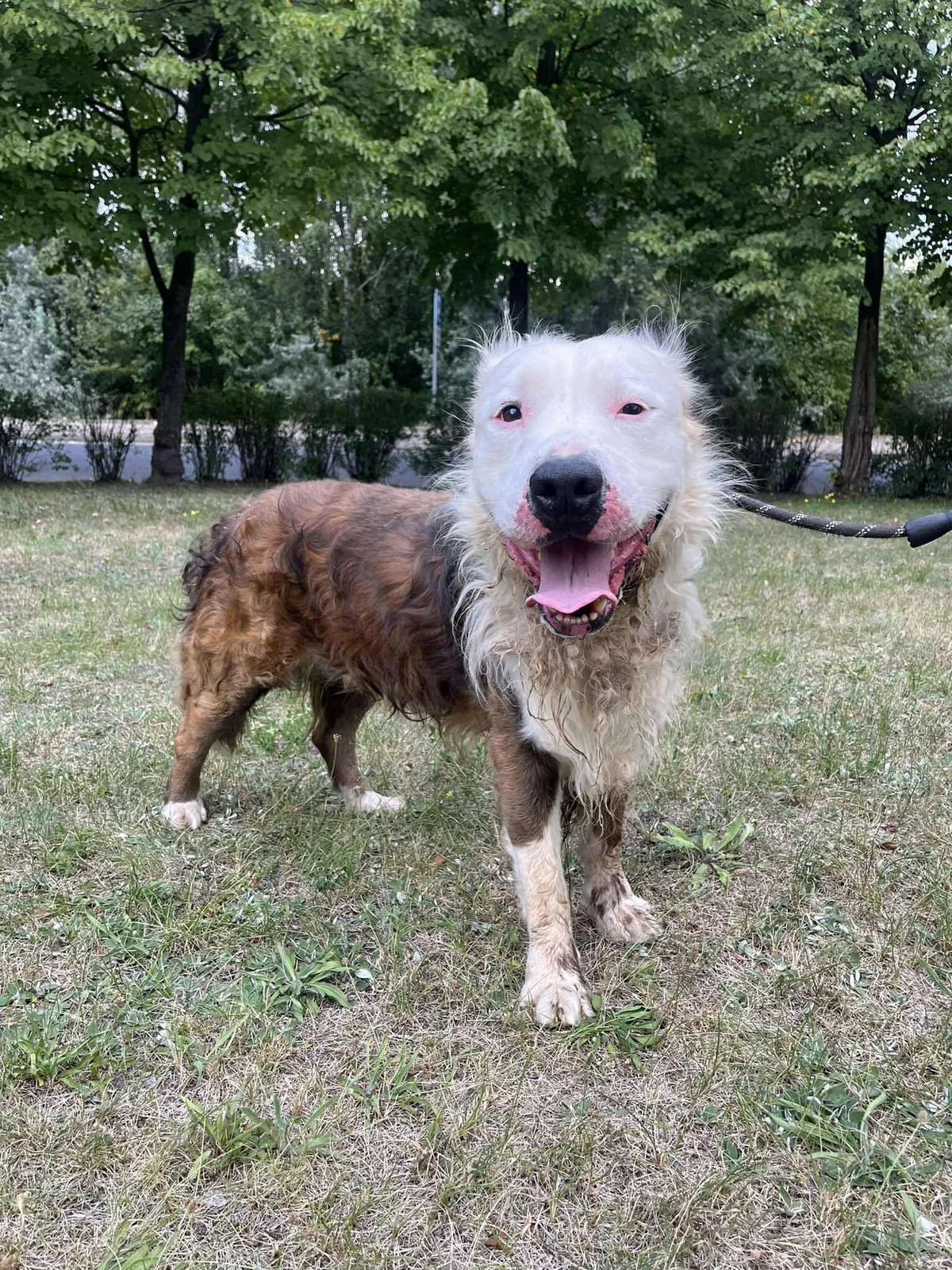 Maksiu, male senior Mixed Breed for adoption at Schronisko Konin