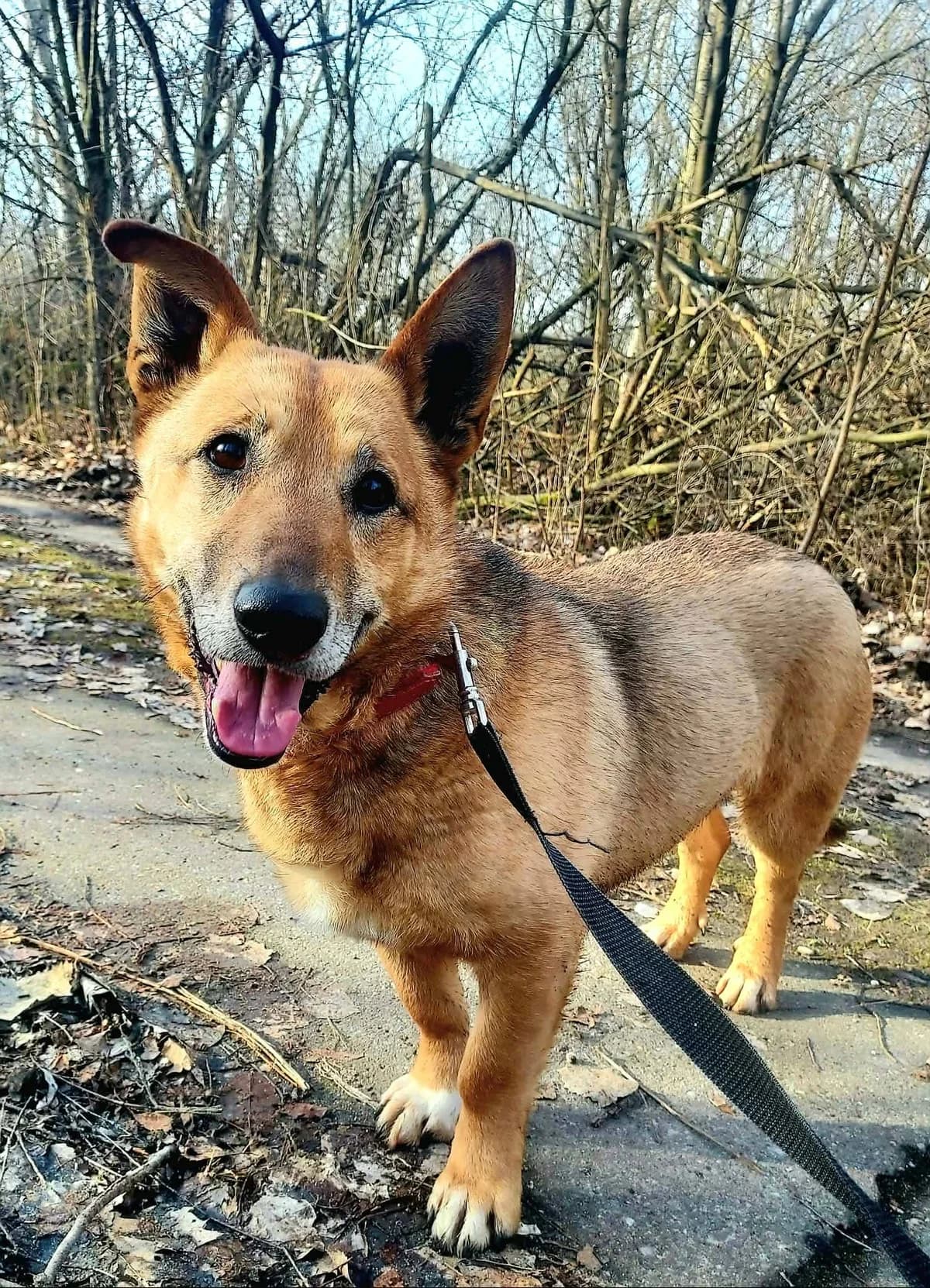 Pluto, male Mixed Breed for adoption at Schronisko Konin