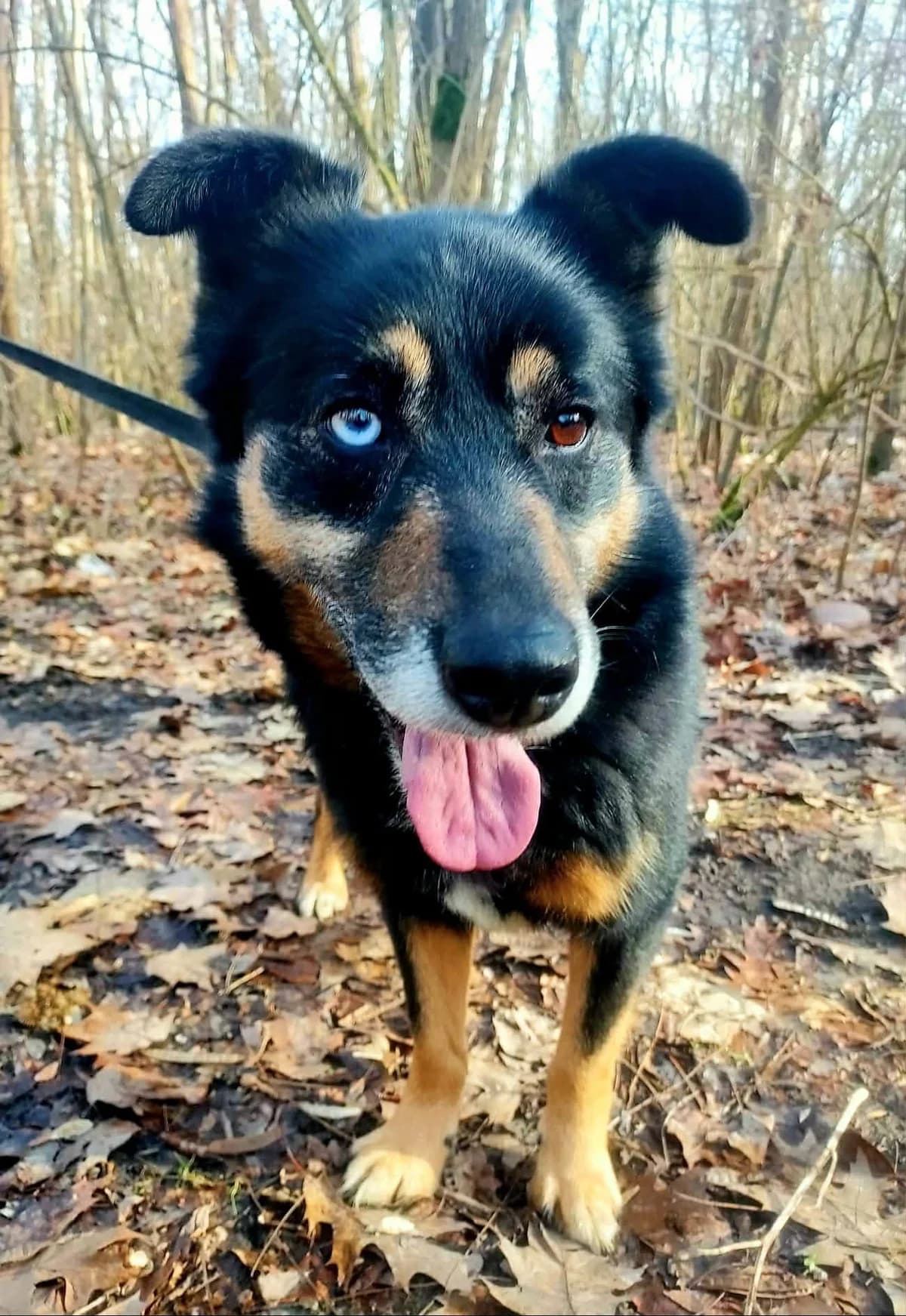 Maksiu, male young Mixed Breed for adoption at Schronisko Konin
