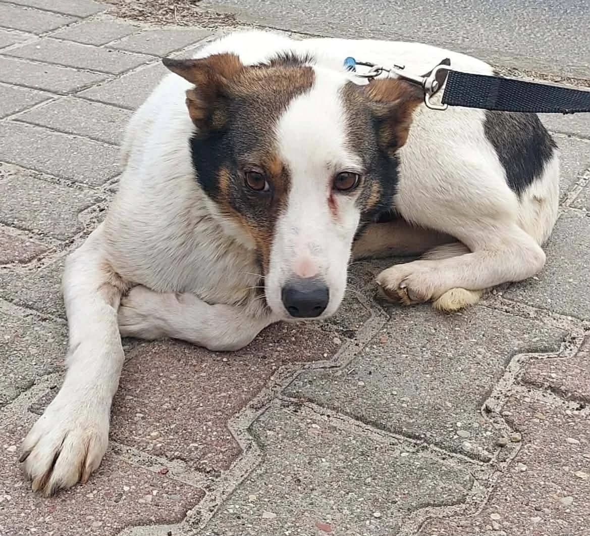 Dakota, female Mixed Breed for adoption at Schronisko Konin