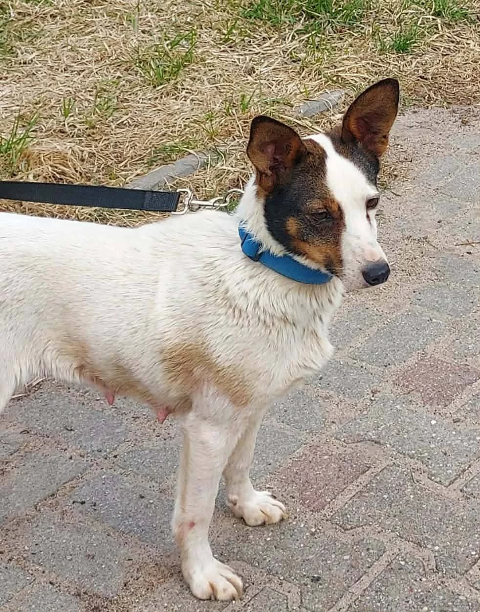 Dakota, female Mixed Breed for adoption at Schronisko Konin — photo 2 of 2