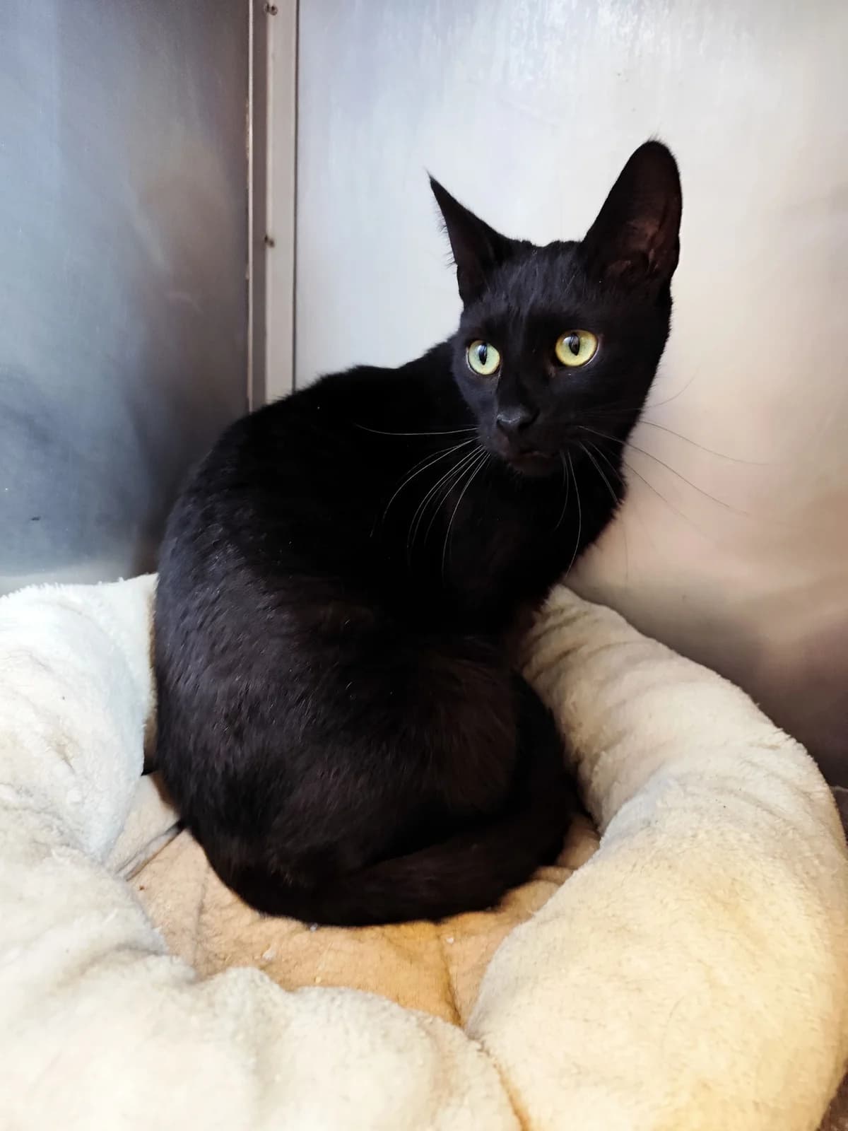 Bleki, male 5yo Mixed Breed for adoption at Schronisko Konin