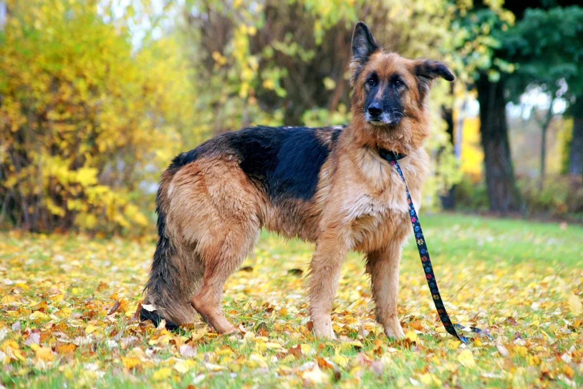 Draka, male senior Mixed Breed for adoption at Schronisko Konin