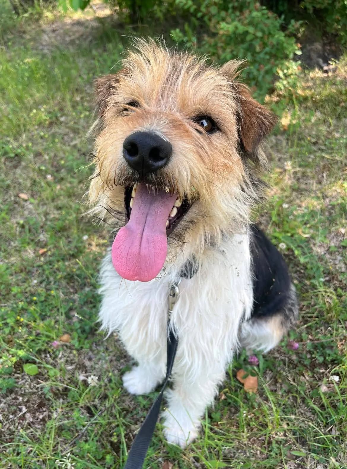 Morusek, male 3yo Mixed Breed for adoption at Schronisko Konin