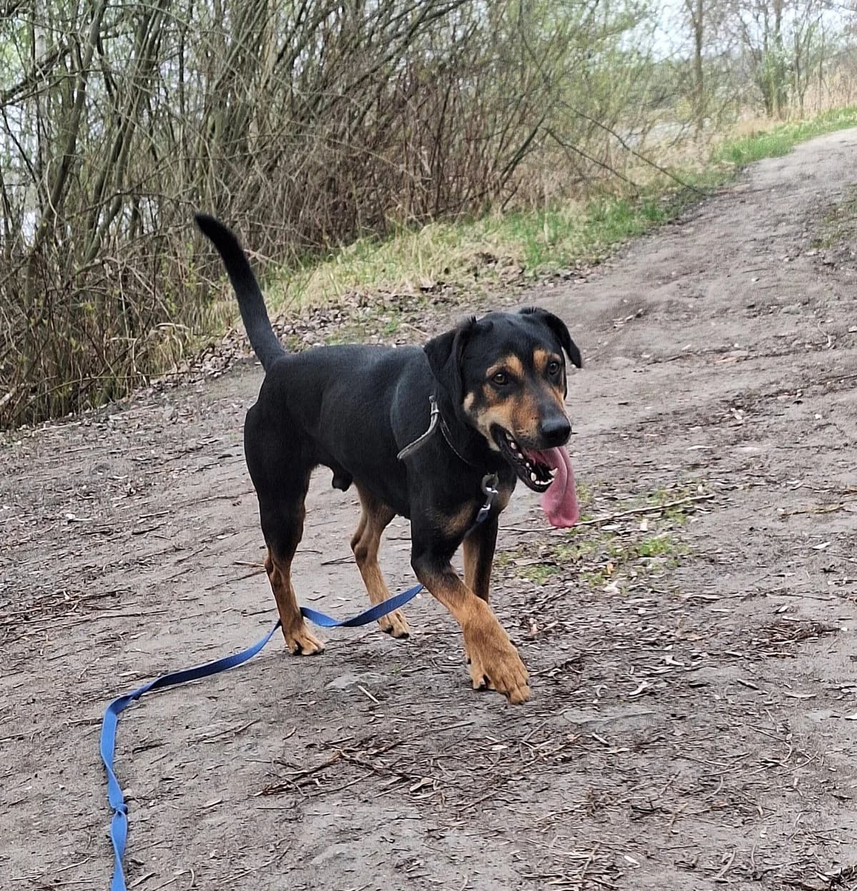 Kajko, male young Mixed Breed for adoption at Schronisko Konin