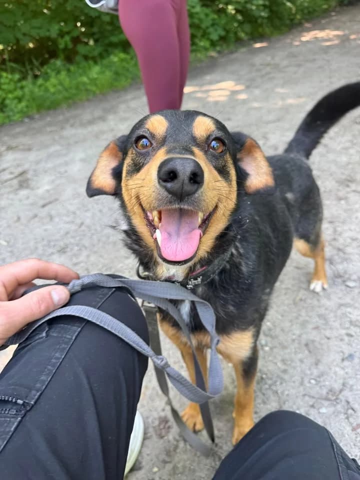 Saper, male 4yo Mixed Breed for adoption at Schronisko Konin