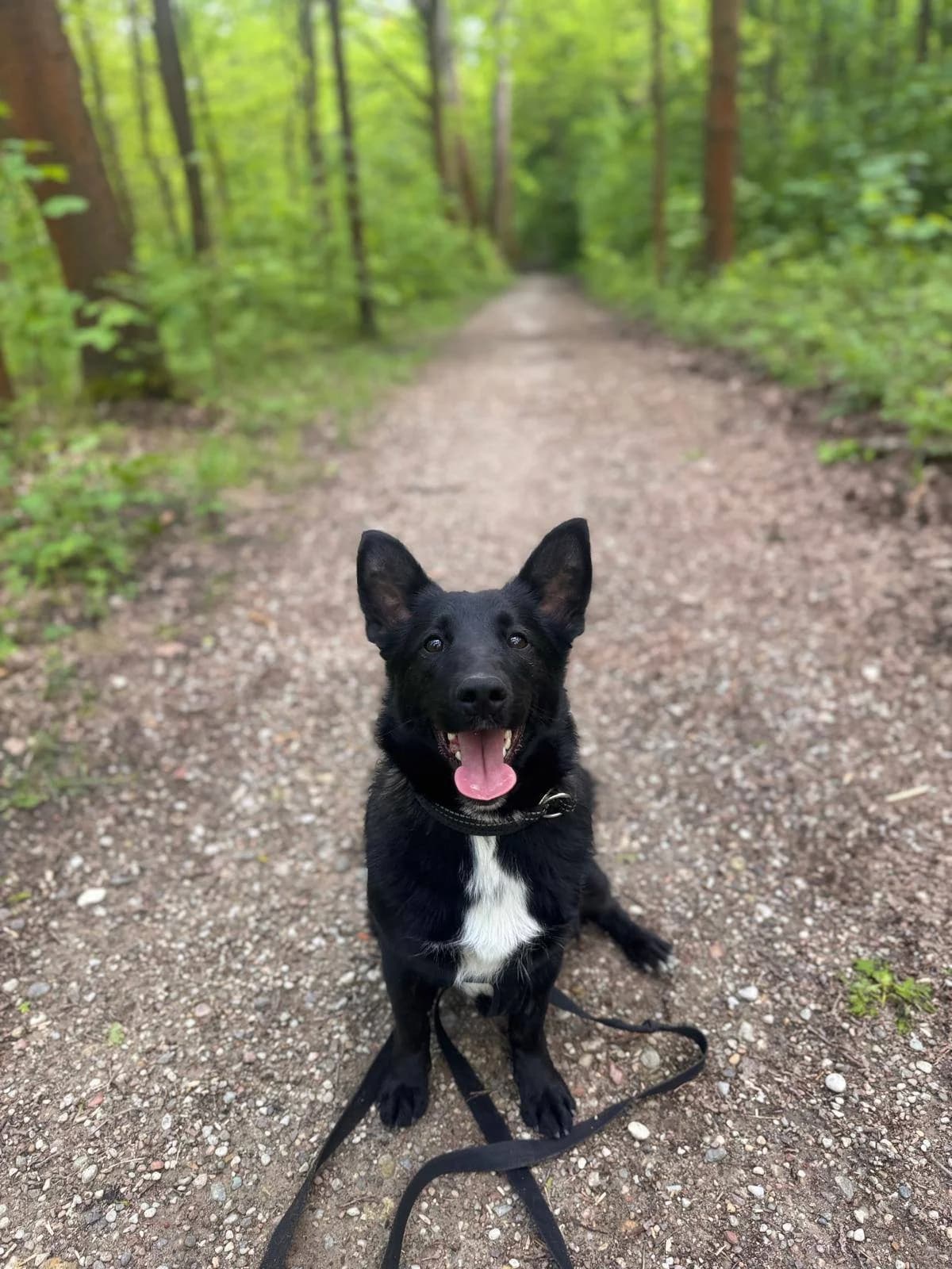 Gieniu, male young Mixed Breed for adoption at Schronisko Konin