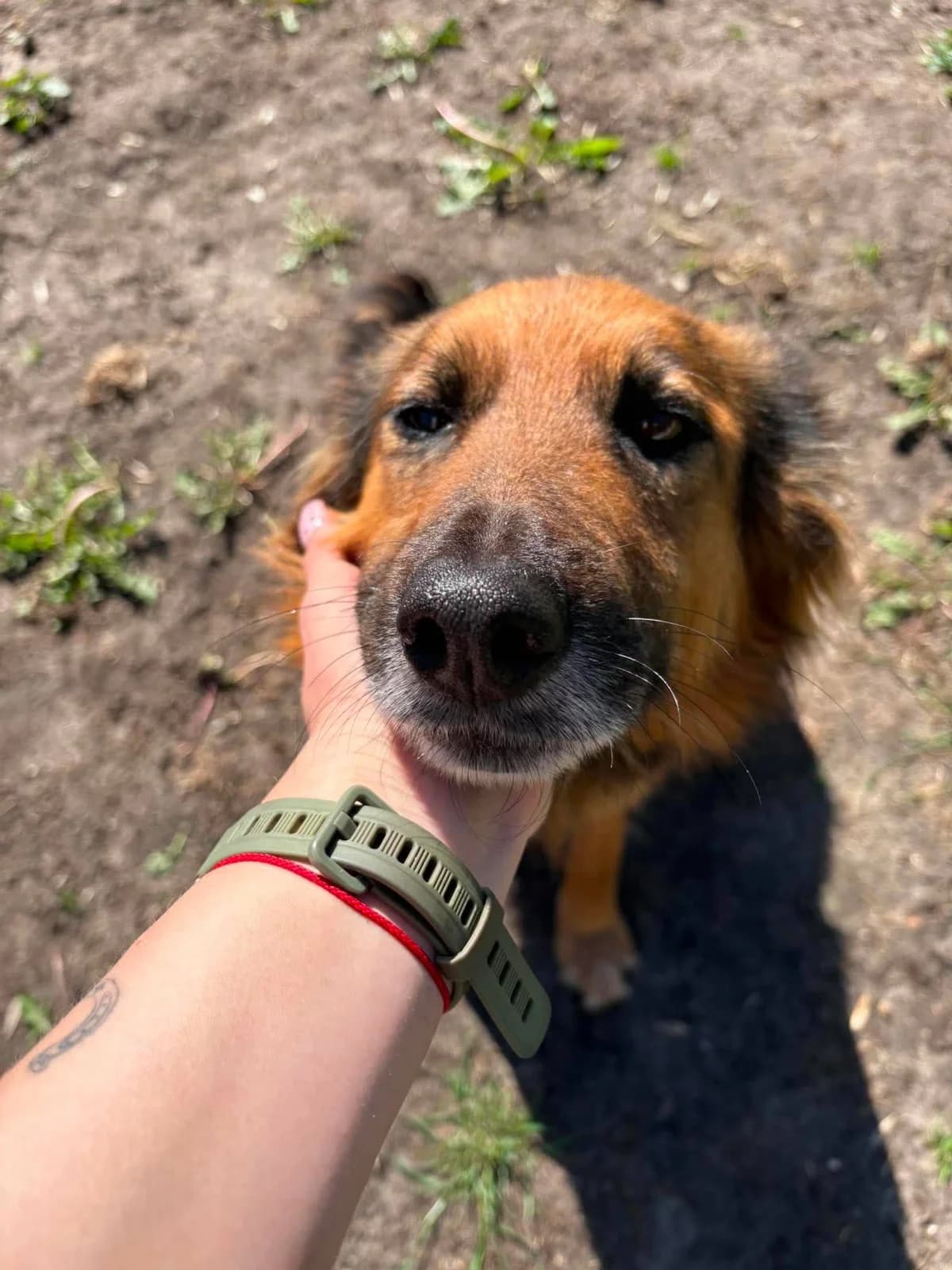 Gerda, female 6yo Mixed Breed for adoption at Schronisko Konin