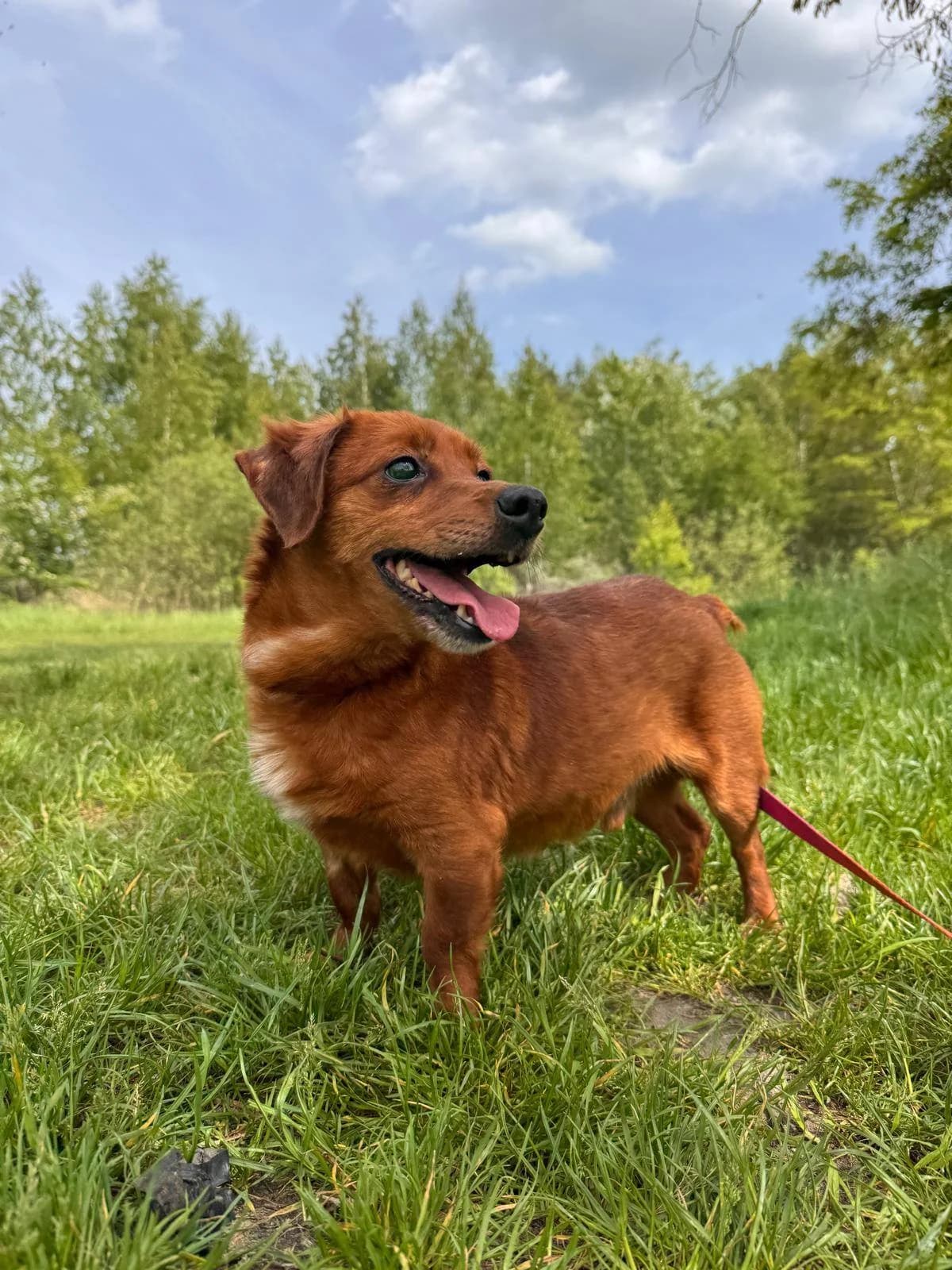 Krecik, male 6yo Mixed Breed for adoption at Schronisko Konin