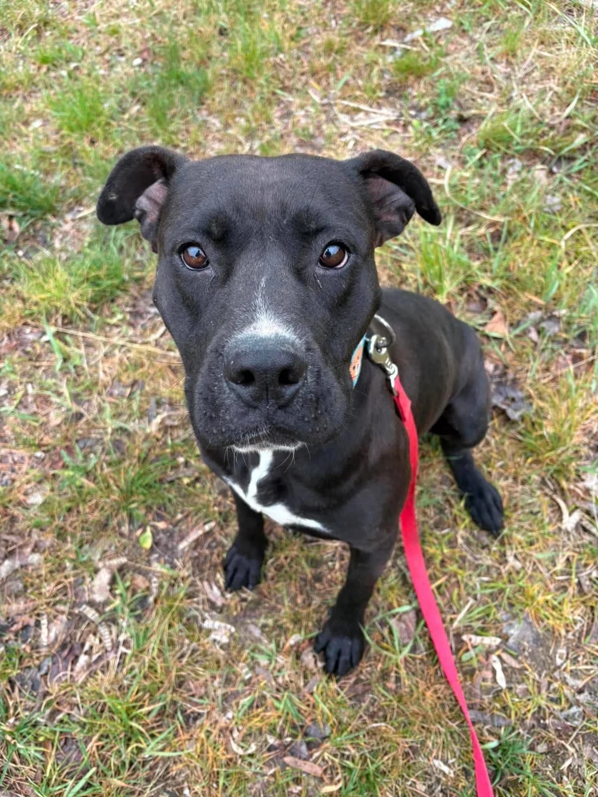 Misiaa, male puppy Mixed Breed for adoption at Schronisko Konin