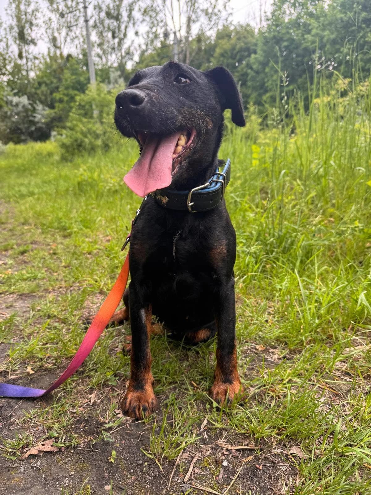 Holi, female puppy Mixed Breed for adoption at Schronisko Konin