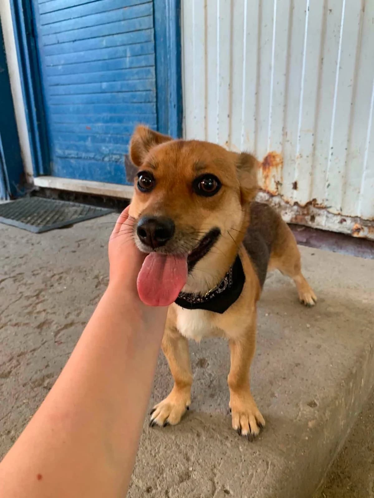 Eliza, female young Mixed Breed for adoption at Schronisko Konin