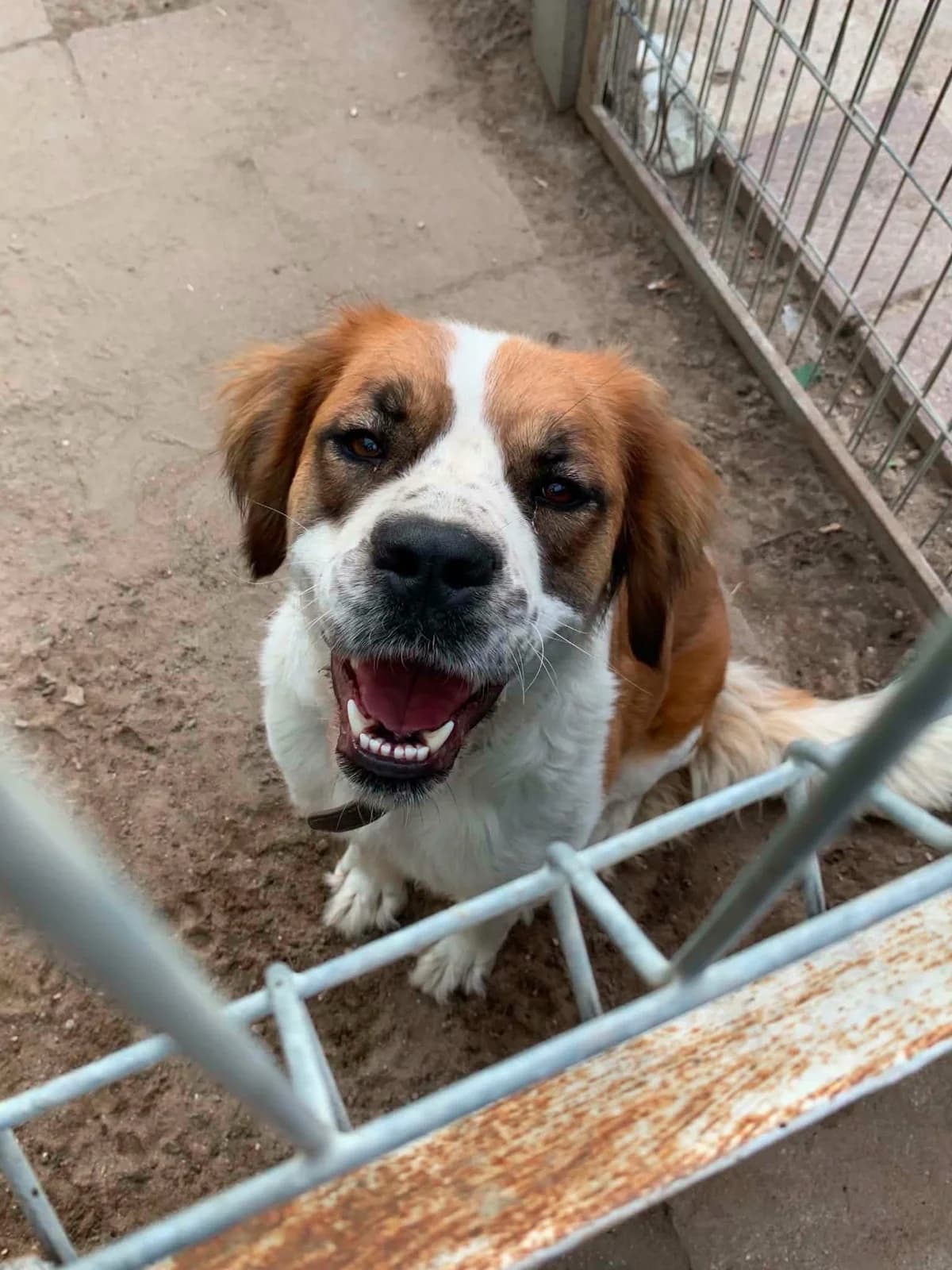 Lola, male young Mixed Breed for adoption at Schronisko Konin