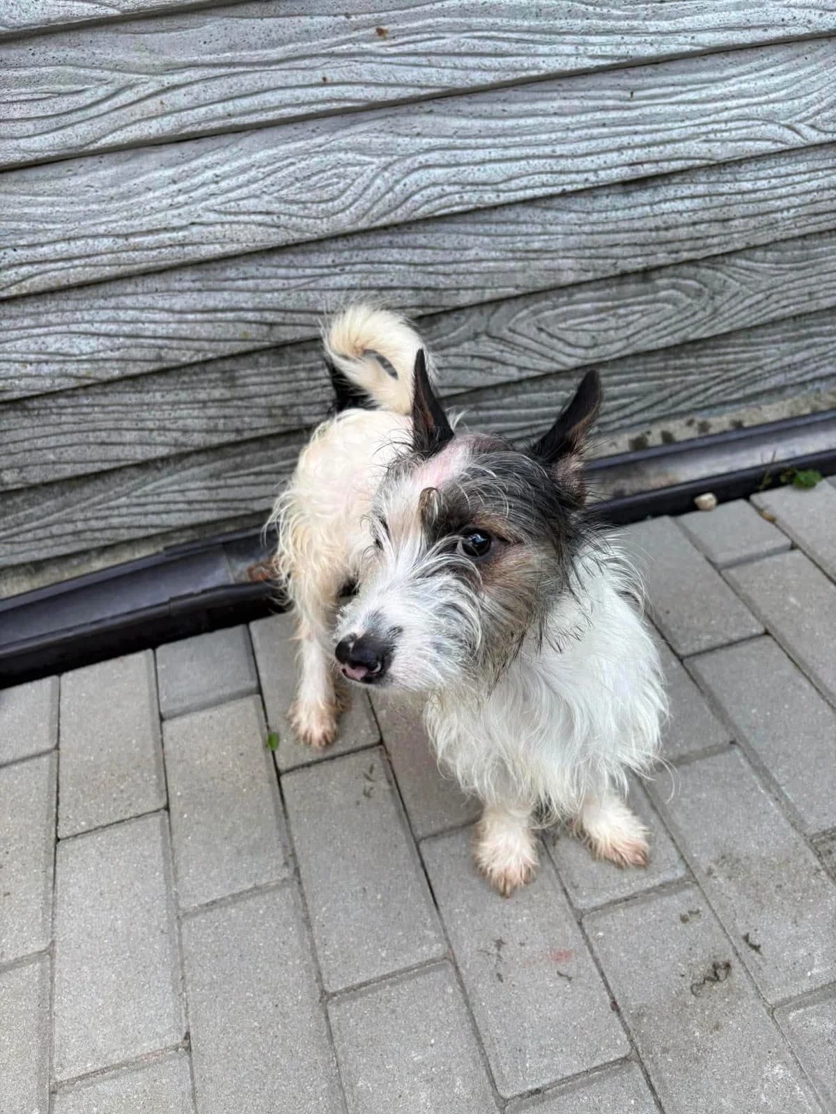 Fredzel,  puppy Mixed Breed for adoption at Schronisko Konin