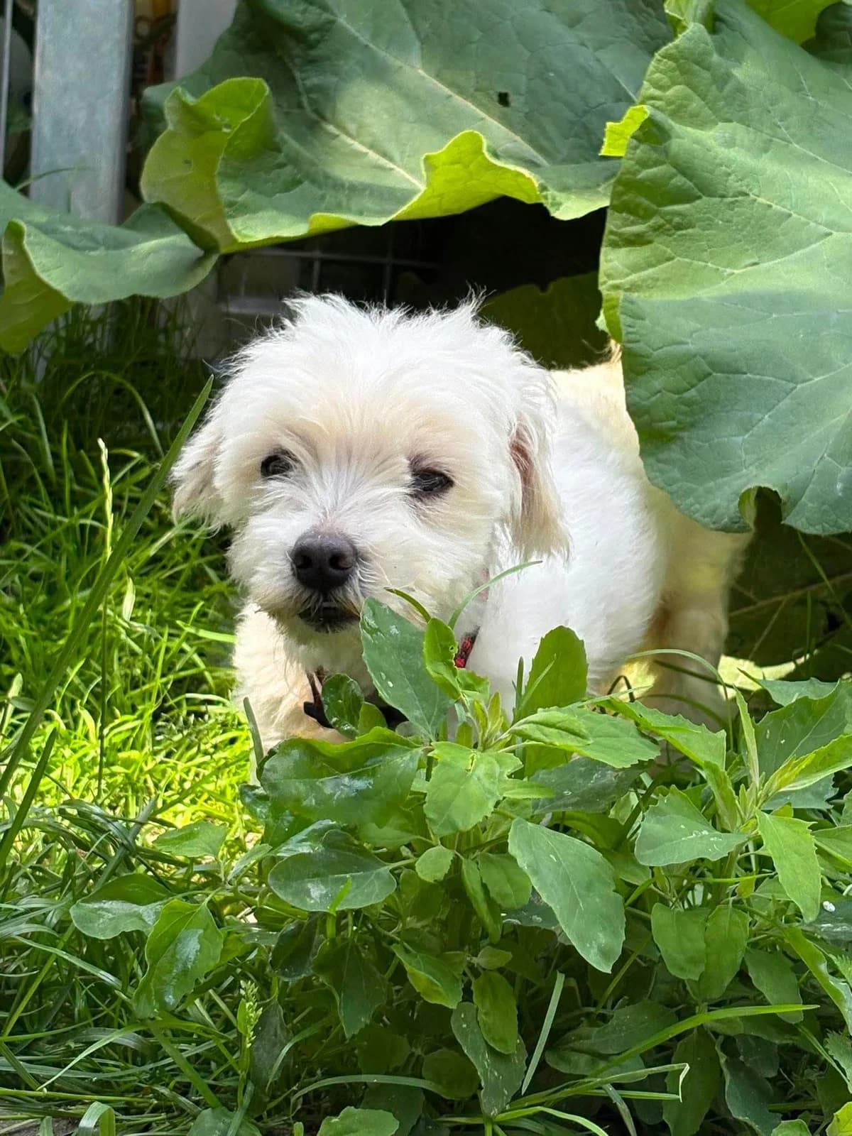 Maciuś, male 6yo Mixed Breed for adoption at Schronisko Konin