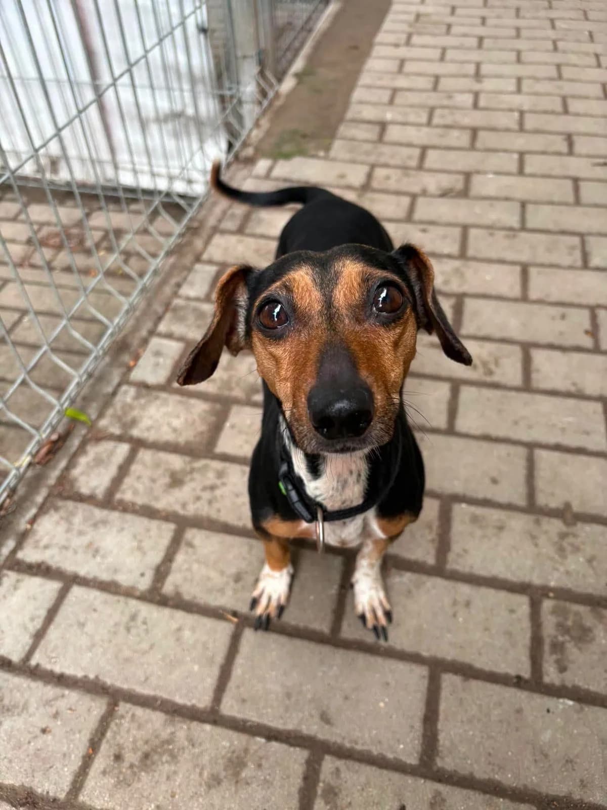 Tipsi, female puppy Mixed Breed for adoption at Schronisko Konin