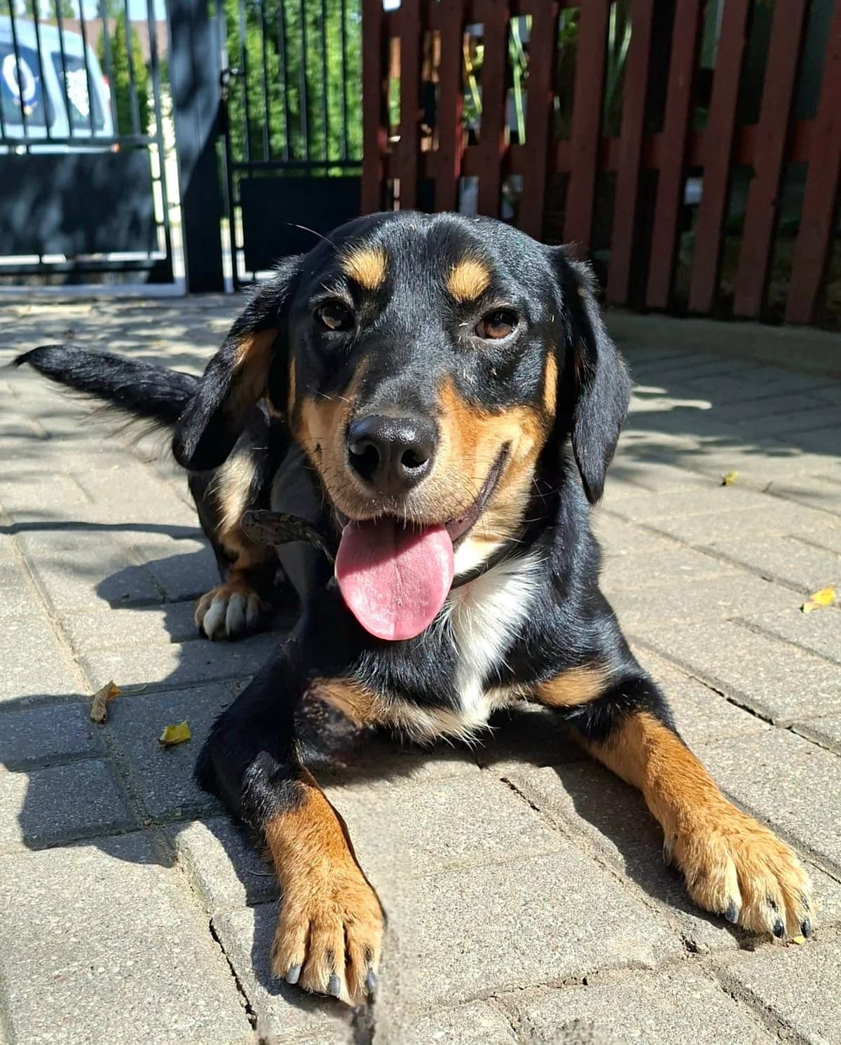 Klimt, male young Mixed Breed for adoption at Schronisko Konin