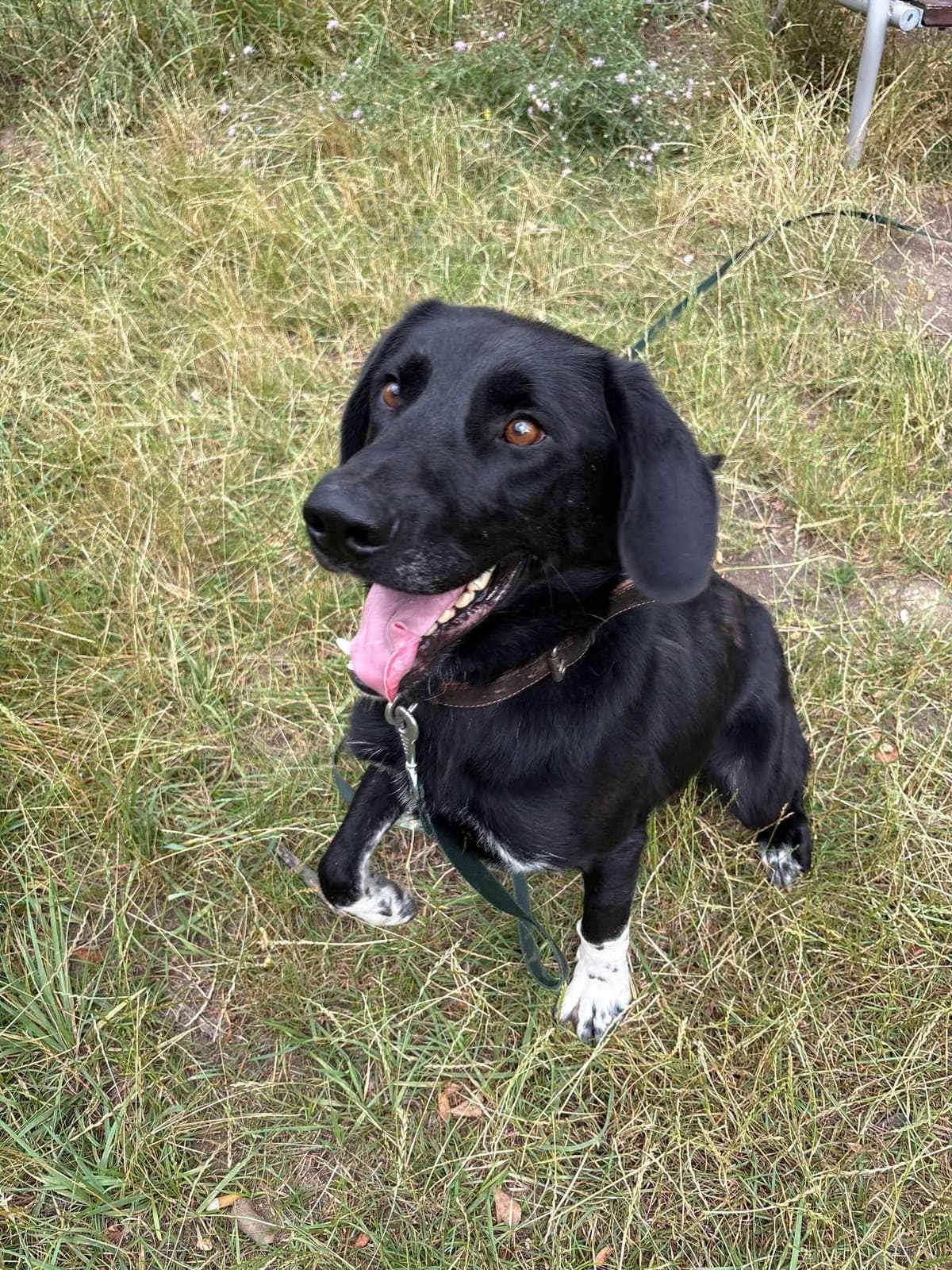 Janek, male 3yo Mixed Breed for adoption at Schronisko Konin