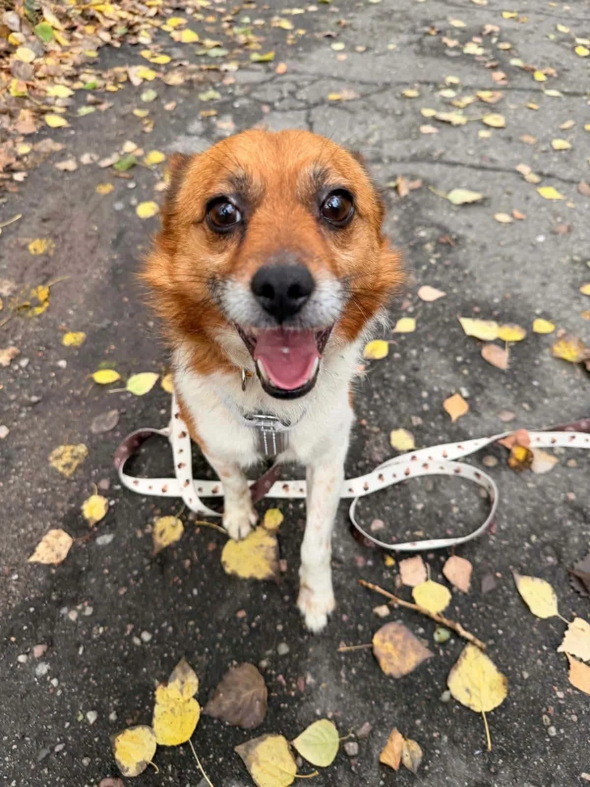 Nugat, male 4yo Mixed Breed for adoption at Schronisko Konin