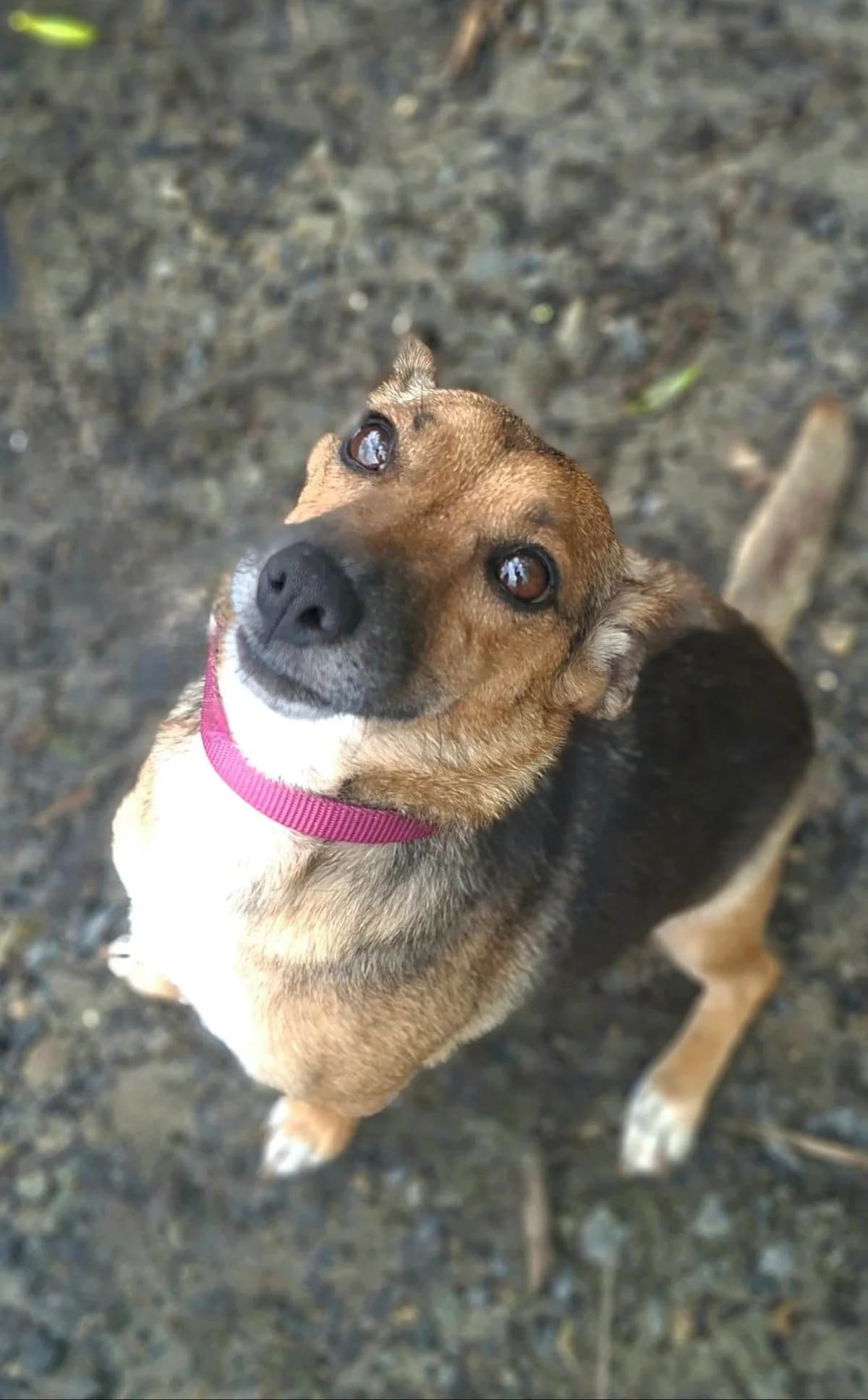 Florcia, female 3yo Mixed Breed for adoption at Schronisko Konin